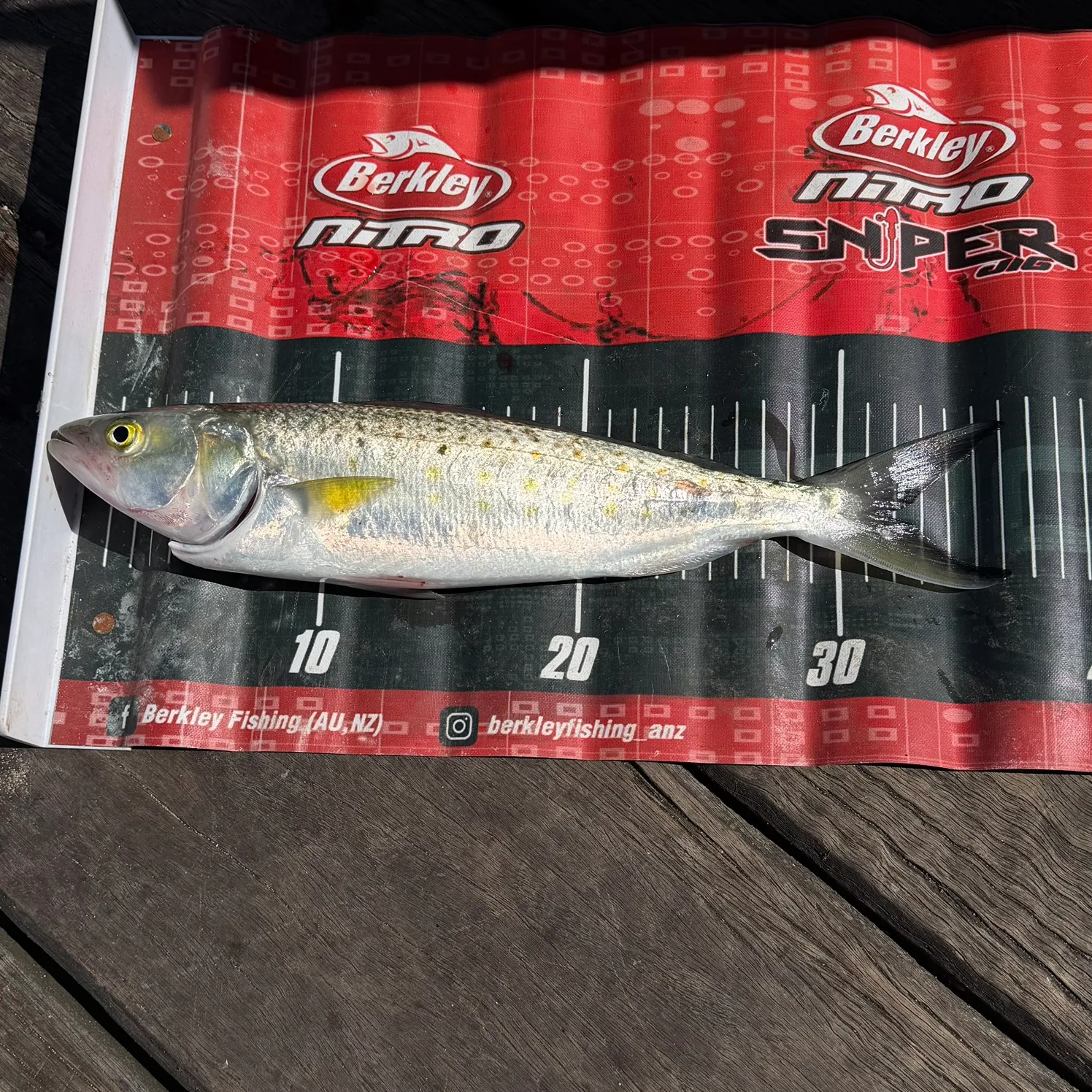 Eastern Australian salmon caught on Fishbrain