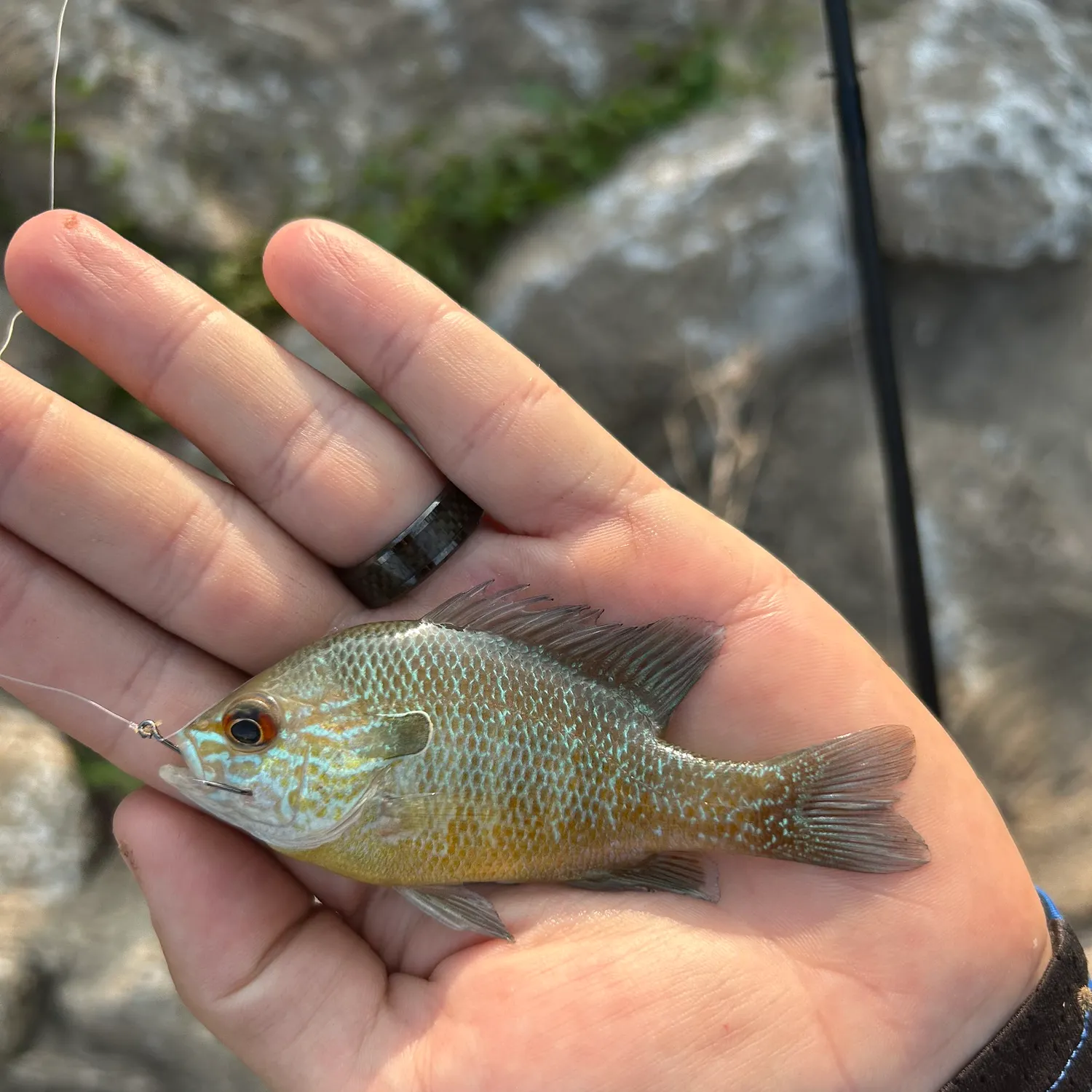 The most recent Plains longear sunfish catches on Fishbrain