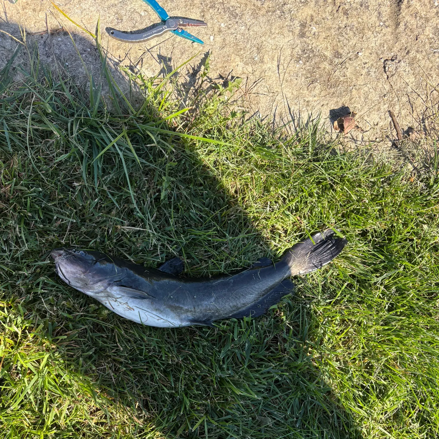 Channel catfish caught on Fishbrain