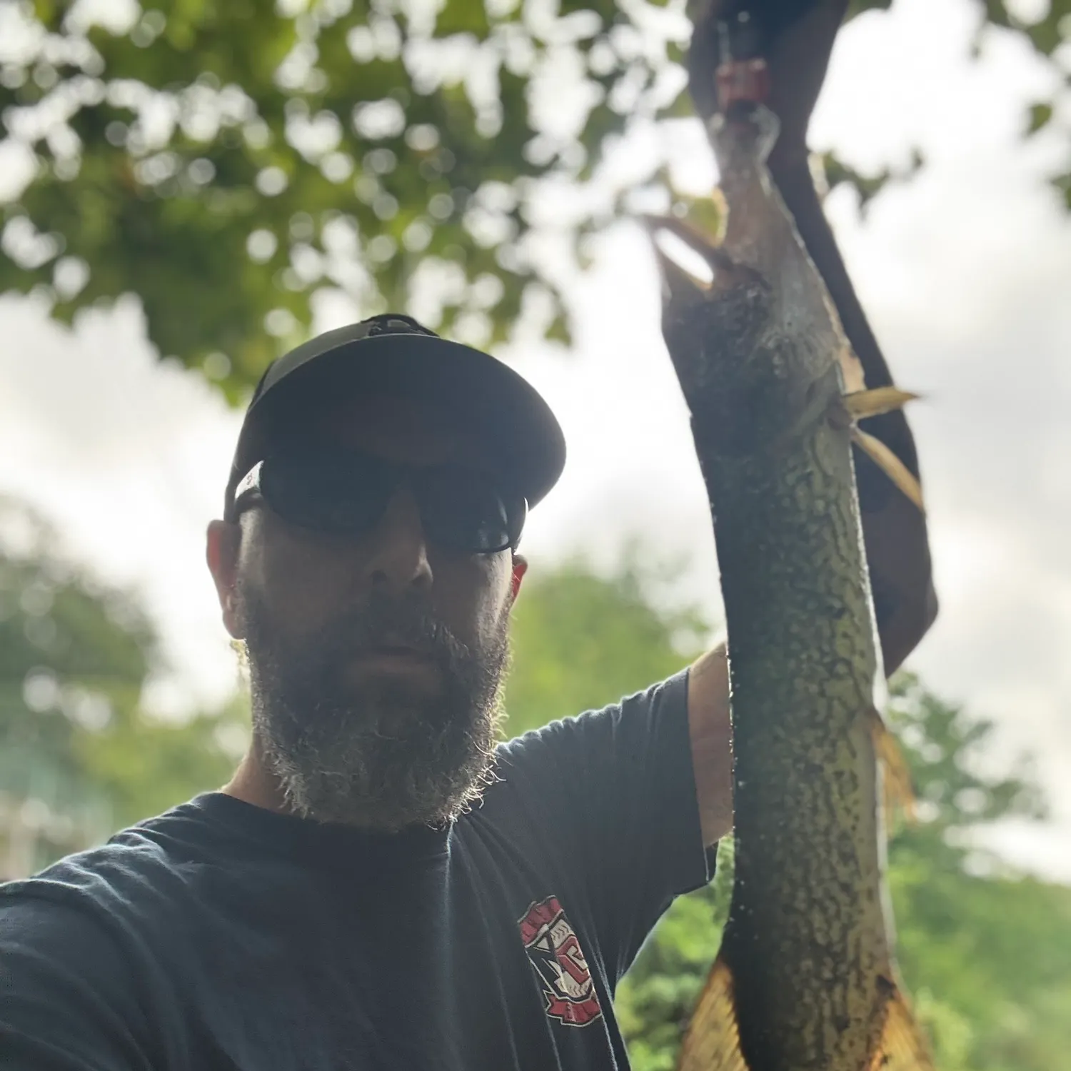 Chain pickerel caught on Fishbrain