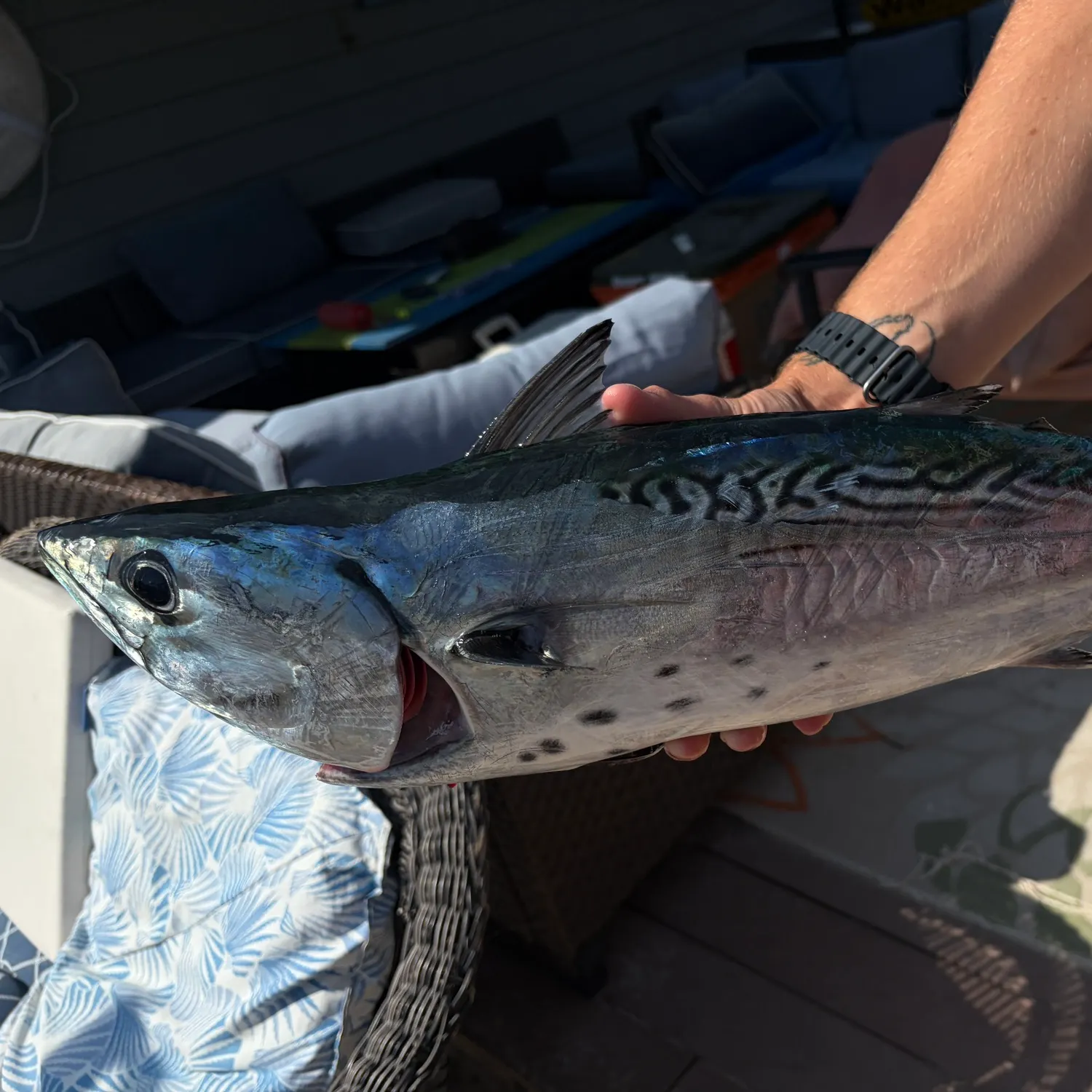 The most recent Little tunny catches on Fishbrain