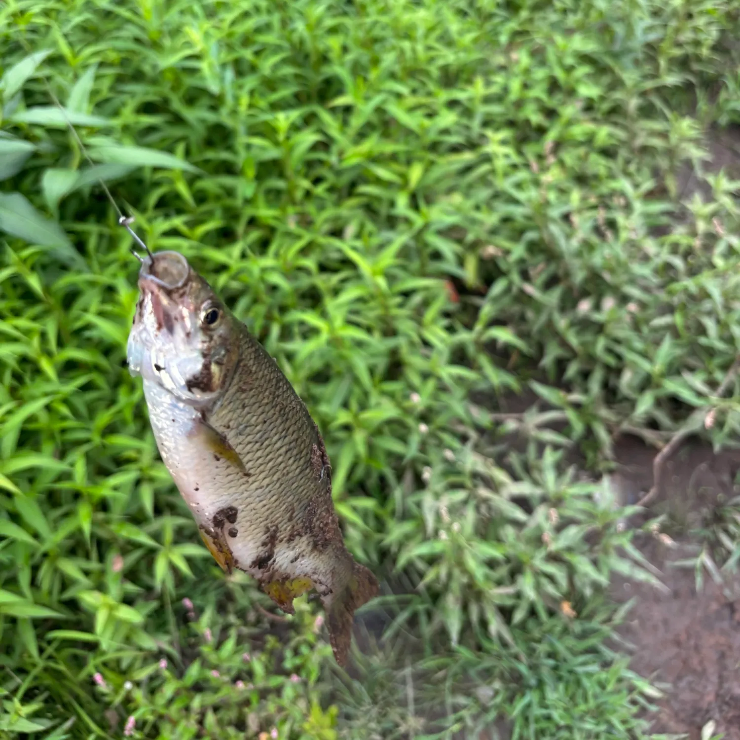The most recent Golden shiner catches on Fishbrain