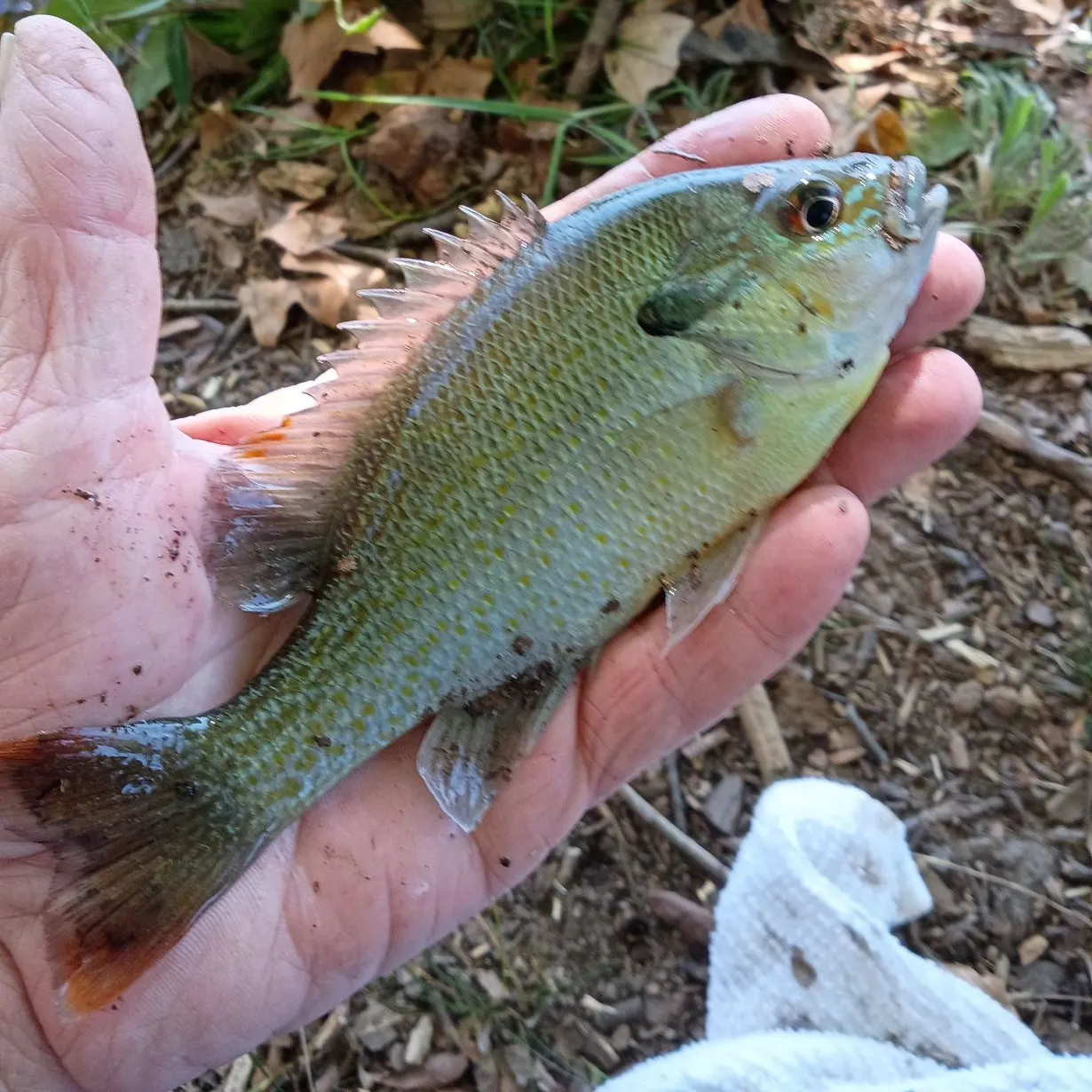 Redbreast sunfish caught on Fishbrain