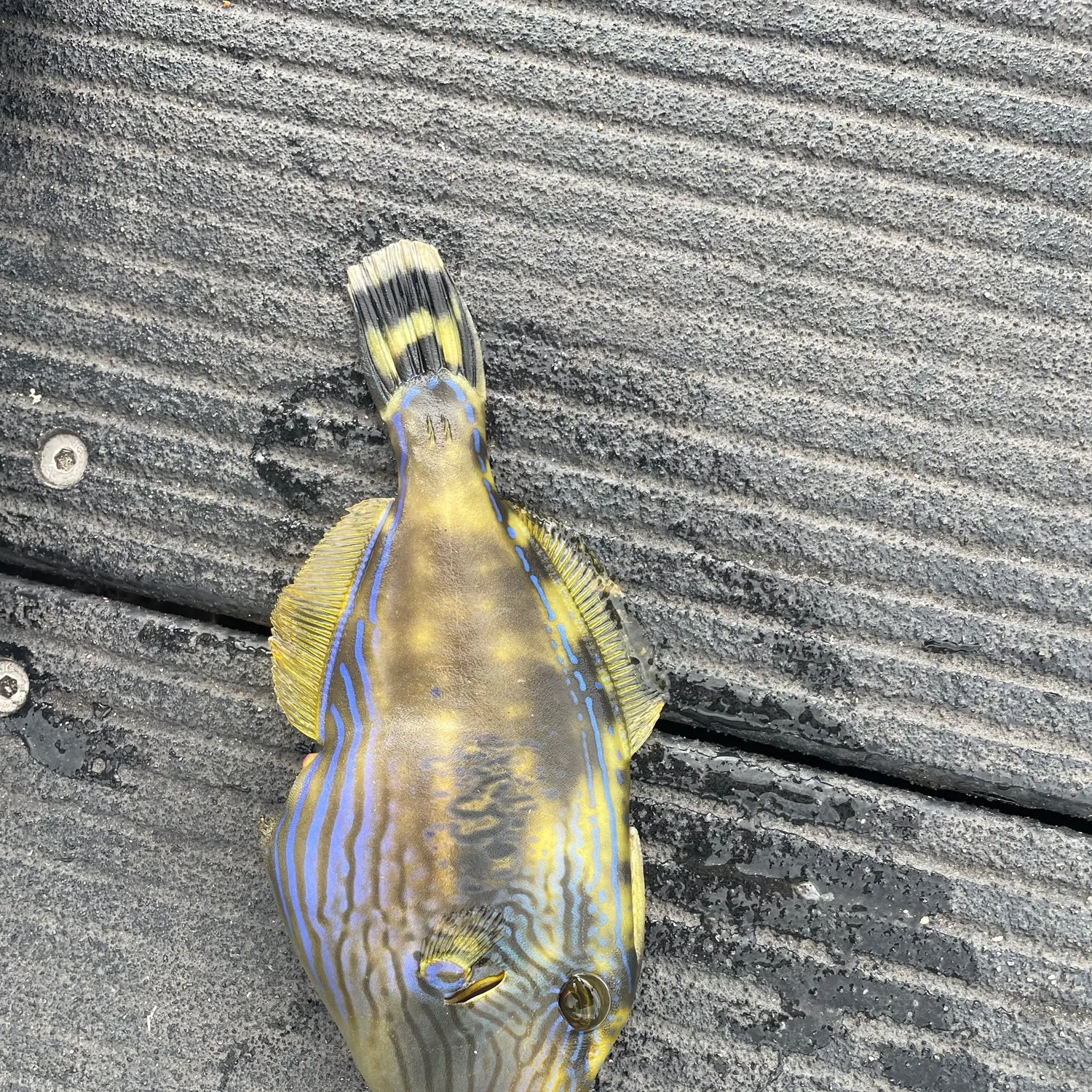 The most recent Yellowfin leatherjacket catches on Fishbrain
