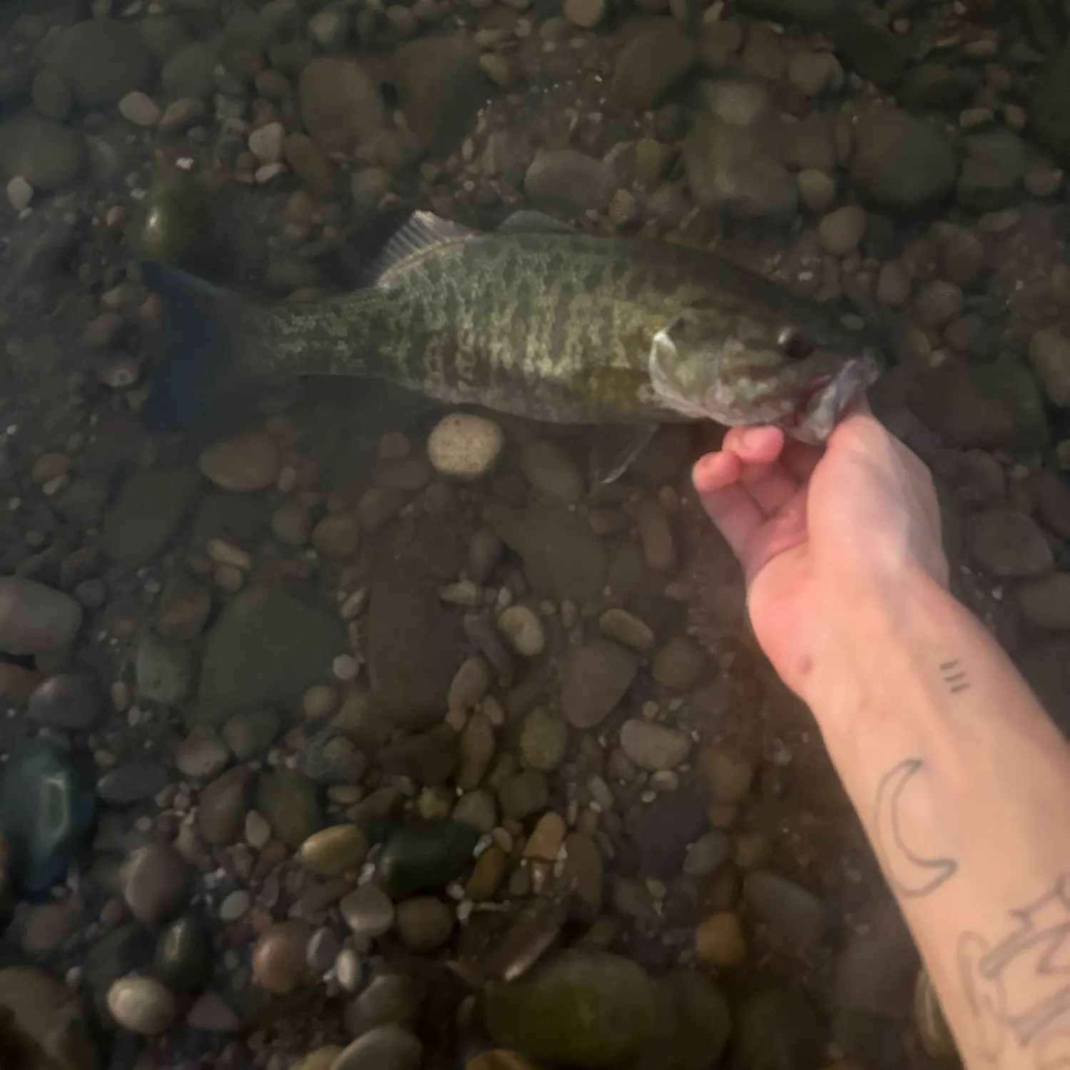 Smallmouth bass caught on Fishbrain