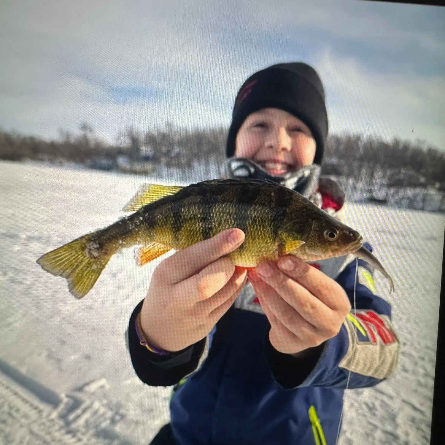 Yellow perch caught on Fishbrain