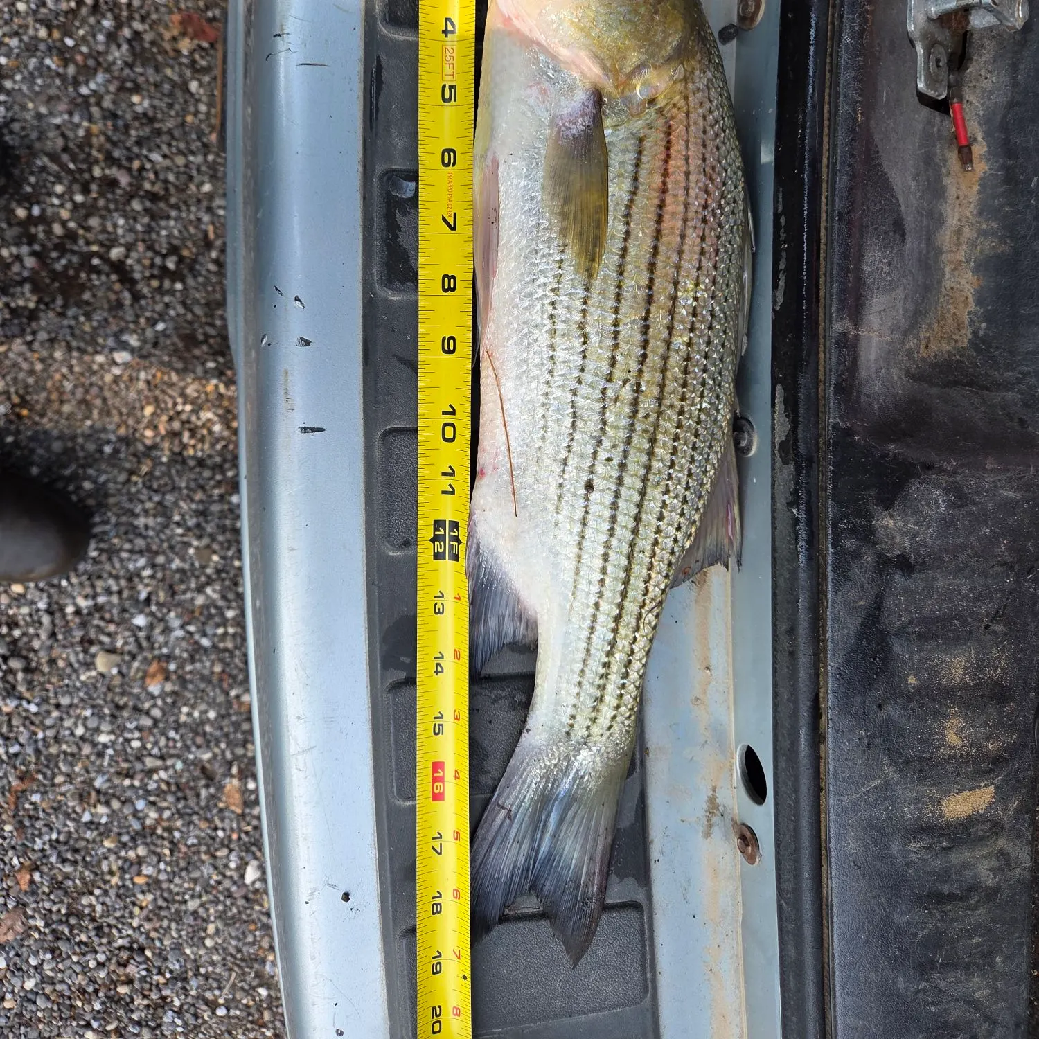 The most recent Wiper catches on Fishbrain