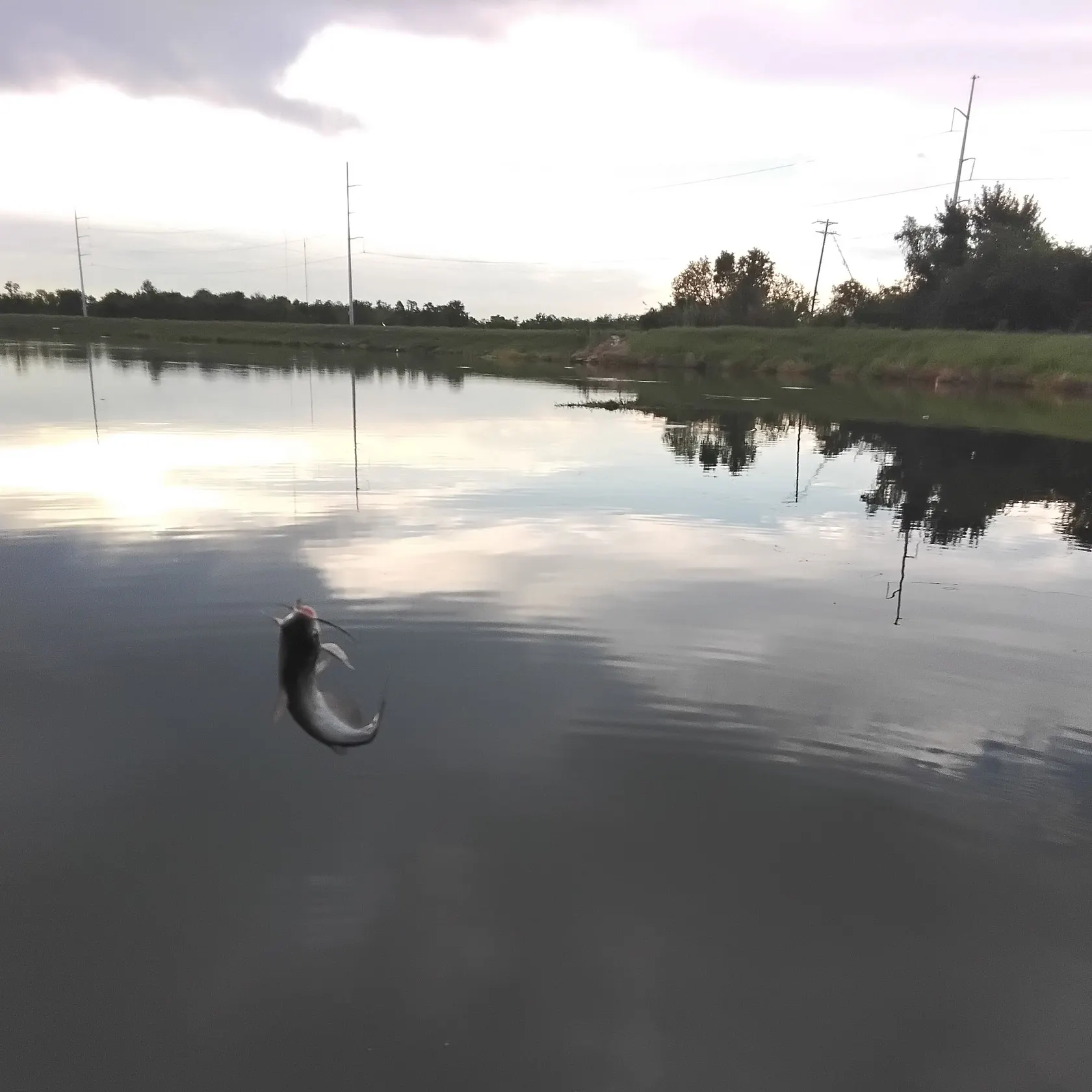 Channel catfish caught on Fishbrain