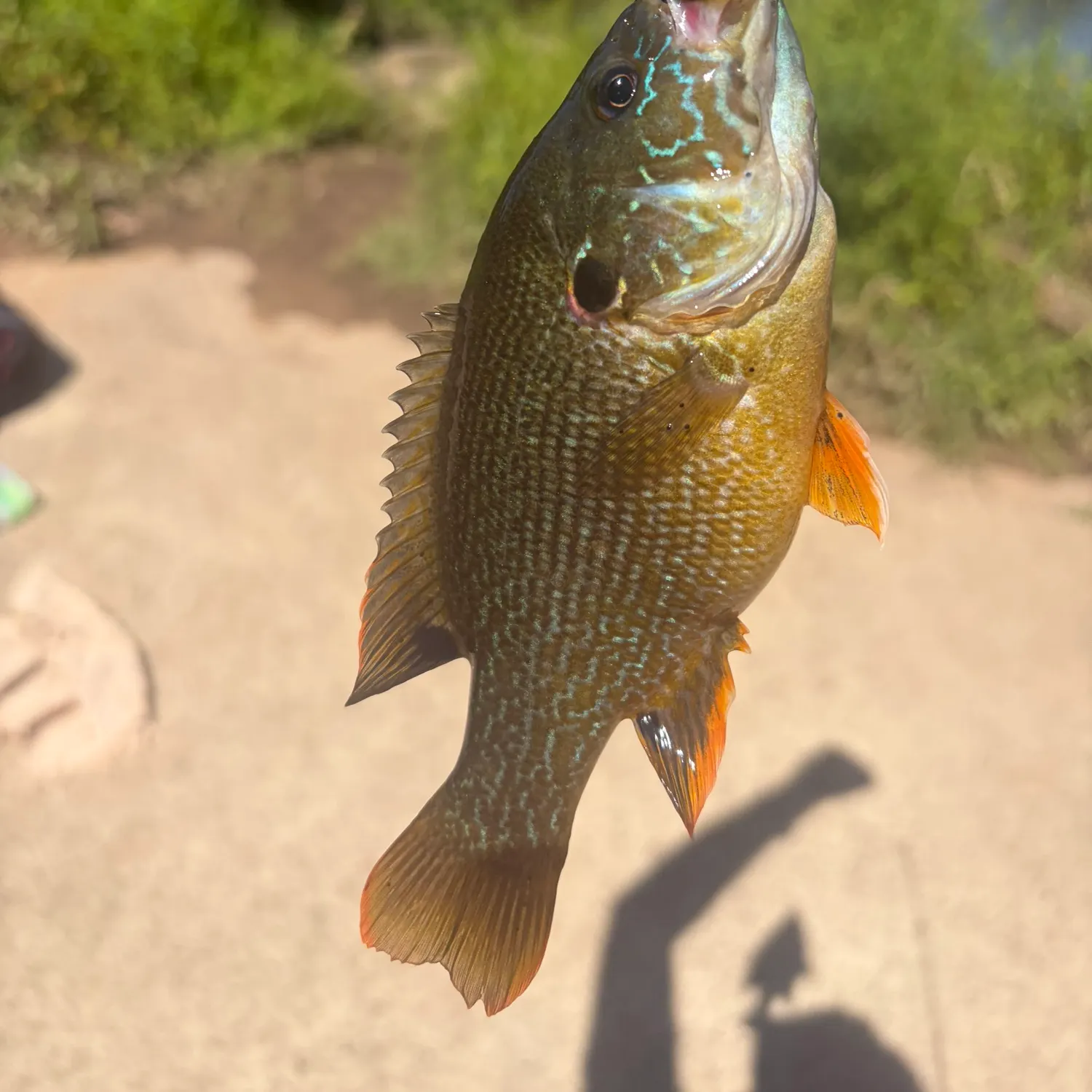 Redbreast sunfish caught on Fishbrain