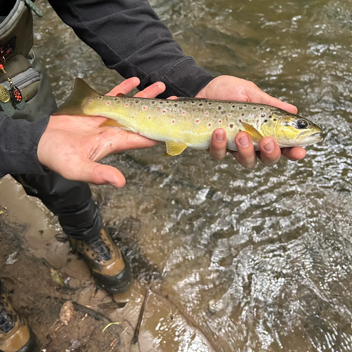 Brown trout caught on Fishbrain