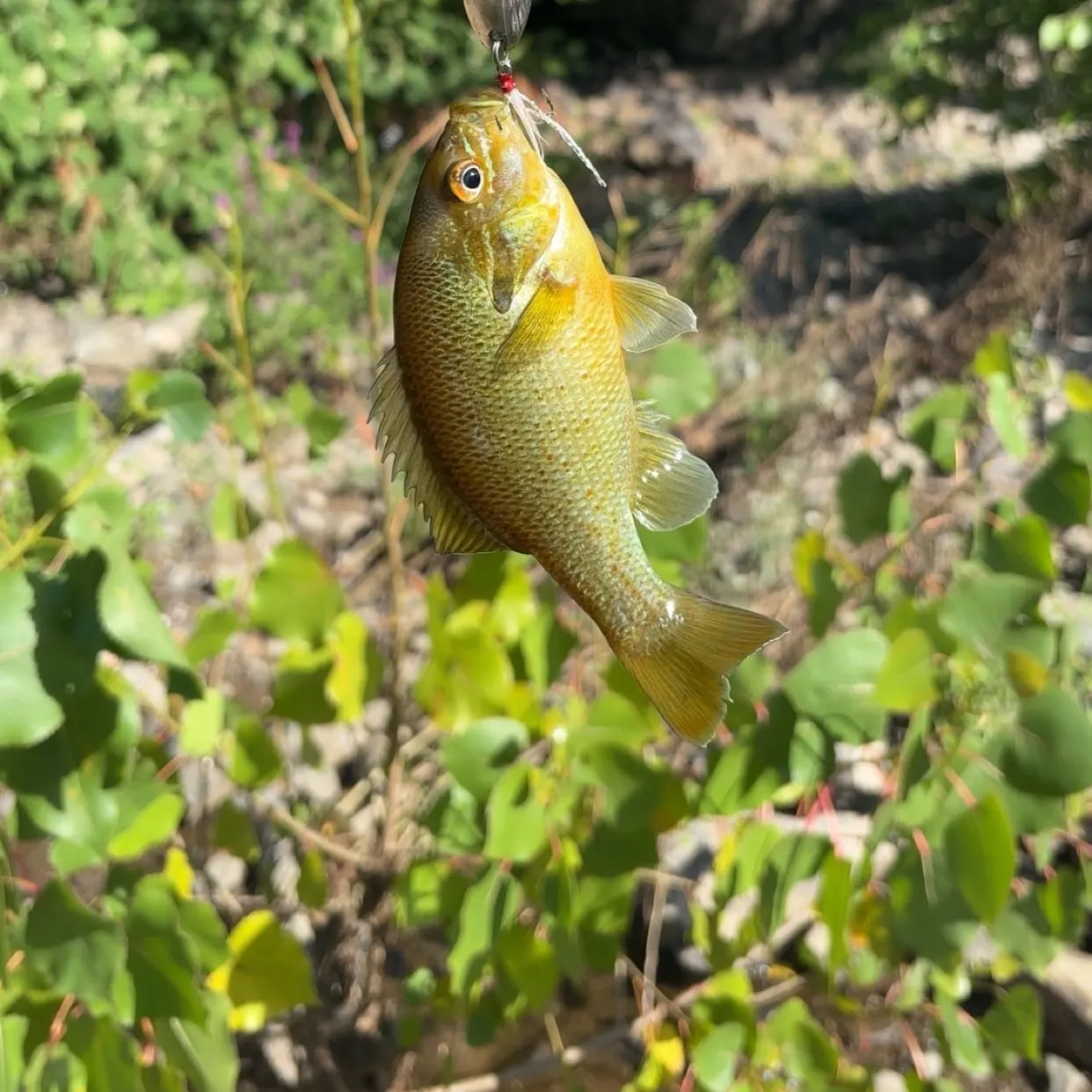 Green sunfish caught on Fishbrain