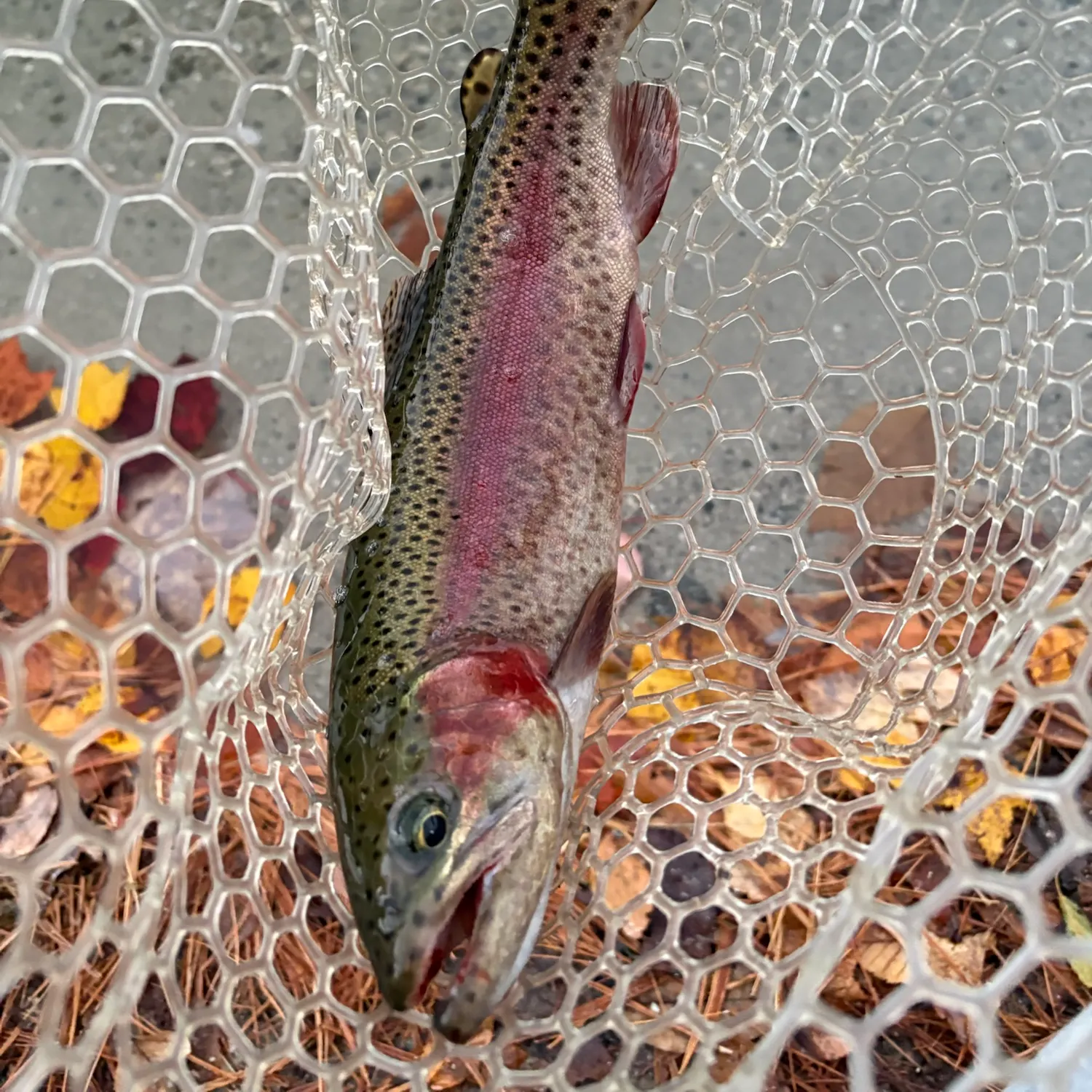 Rainbow trout caught on Fishbrain