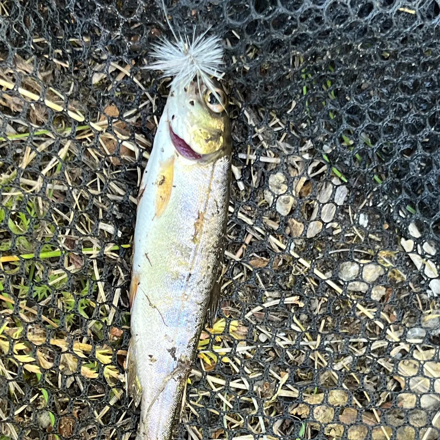 The most recent Dolly varden catches on Fishbrain