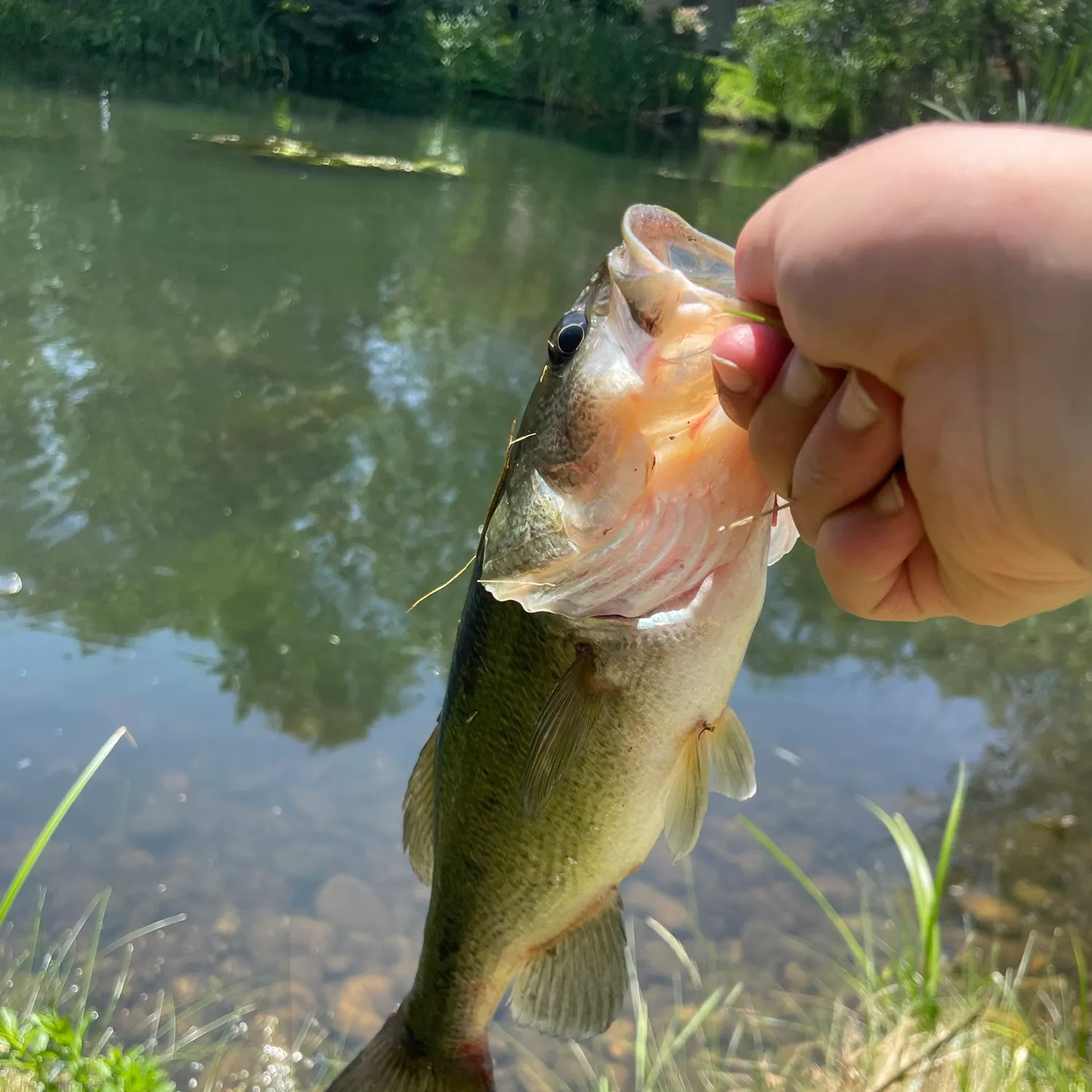 Largemouth bass caught on Fishbrain