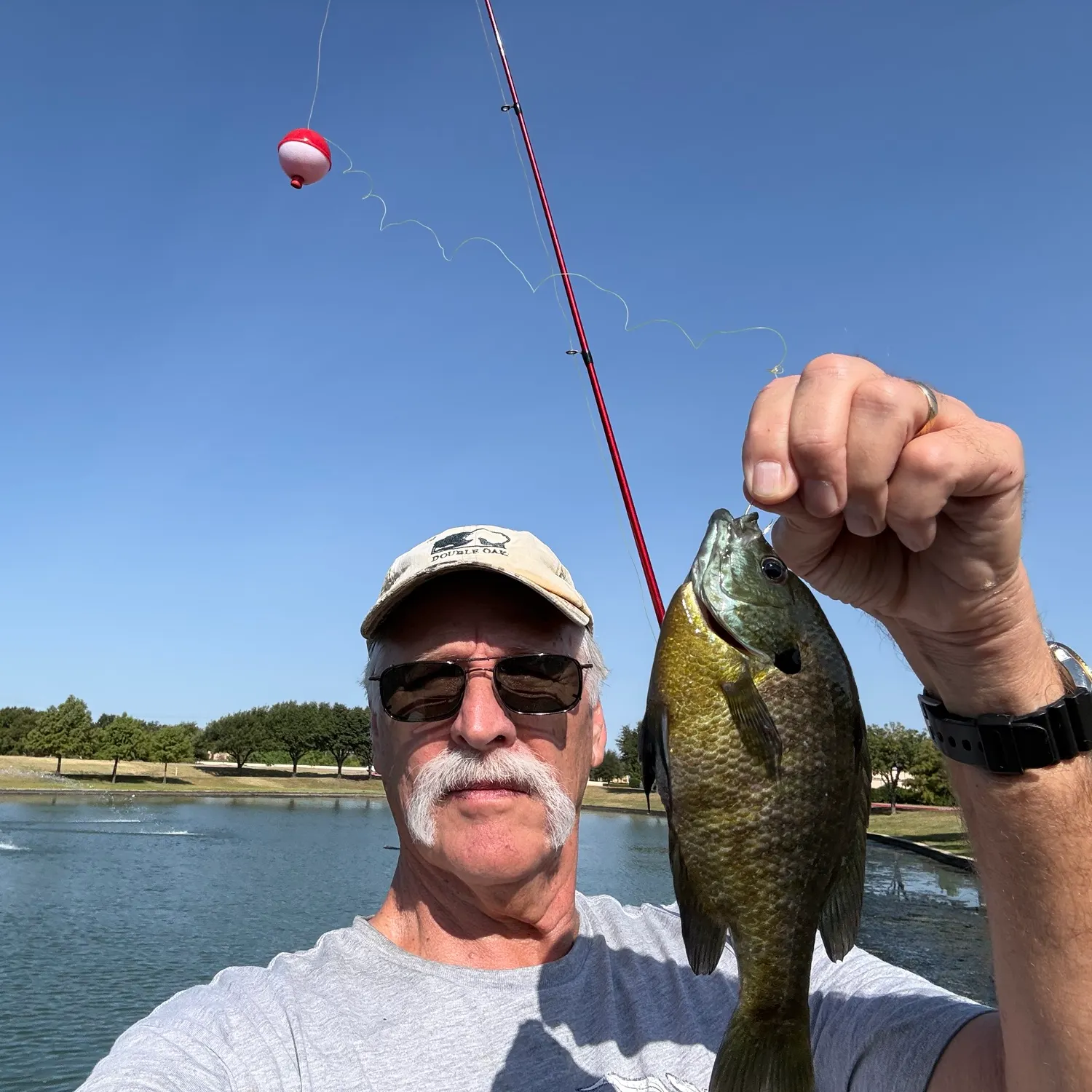 Bluegill caught on Fishbrain