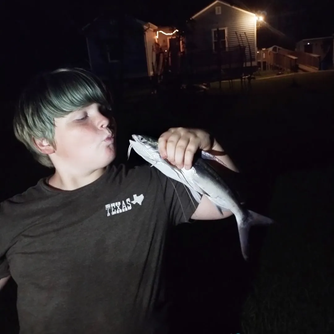 Gafftopsail sea catfish caught on Fishbrain