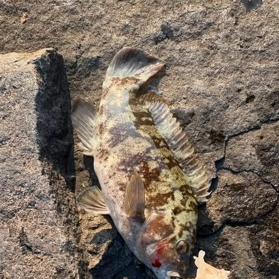 Tautog caught on Fishbrain