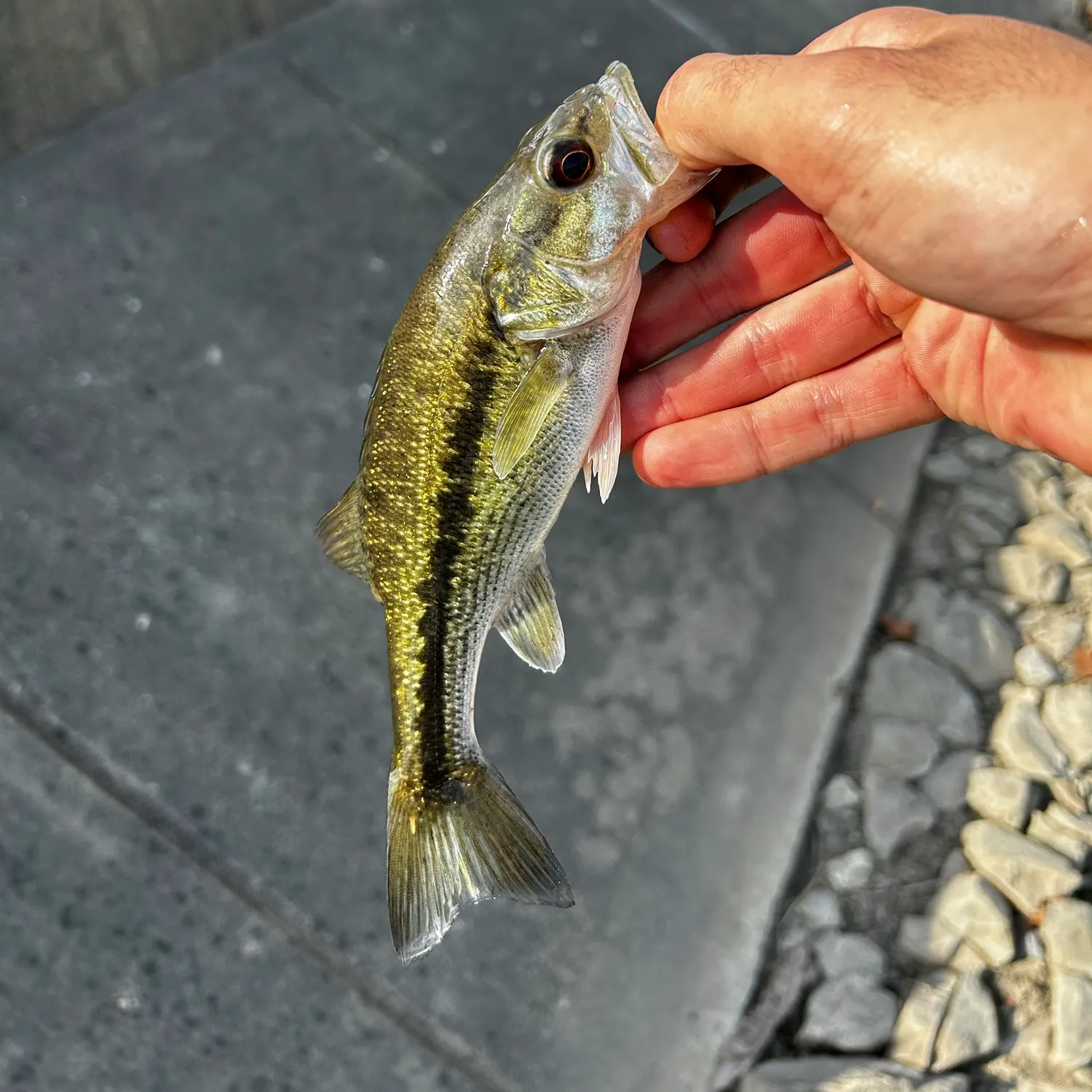 Spotted bass caught on Fishbrain