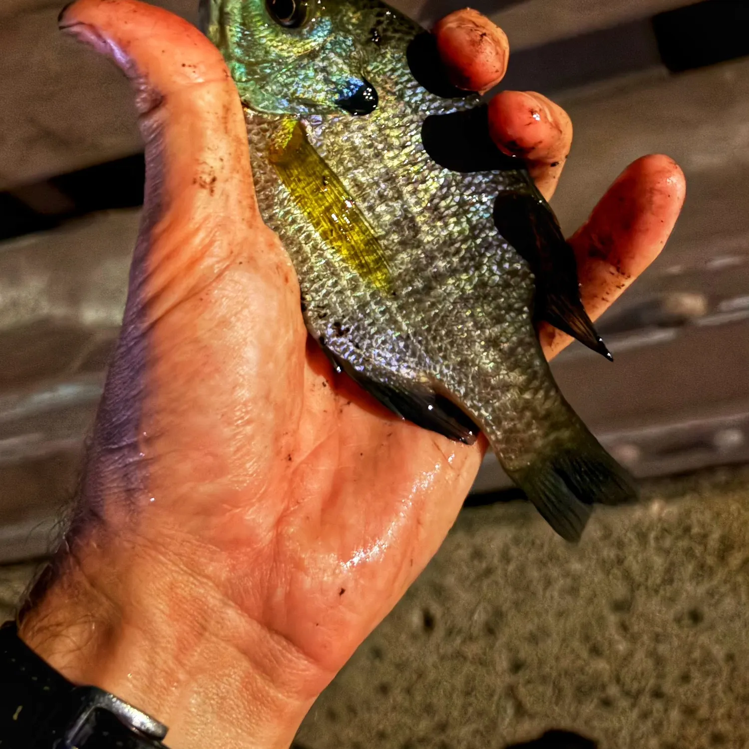 Bluegill caught on Fishbrain