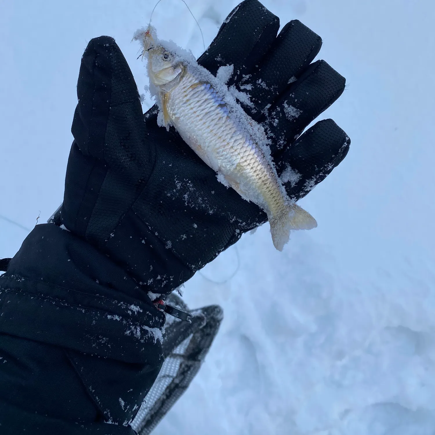 The most recent Common shiner catches on Fishbrain