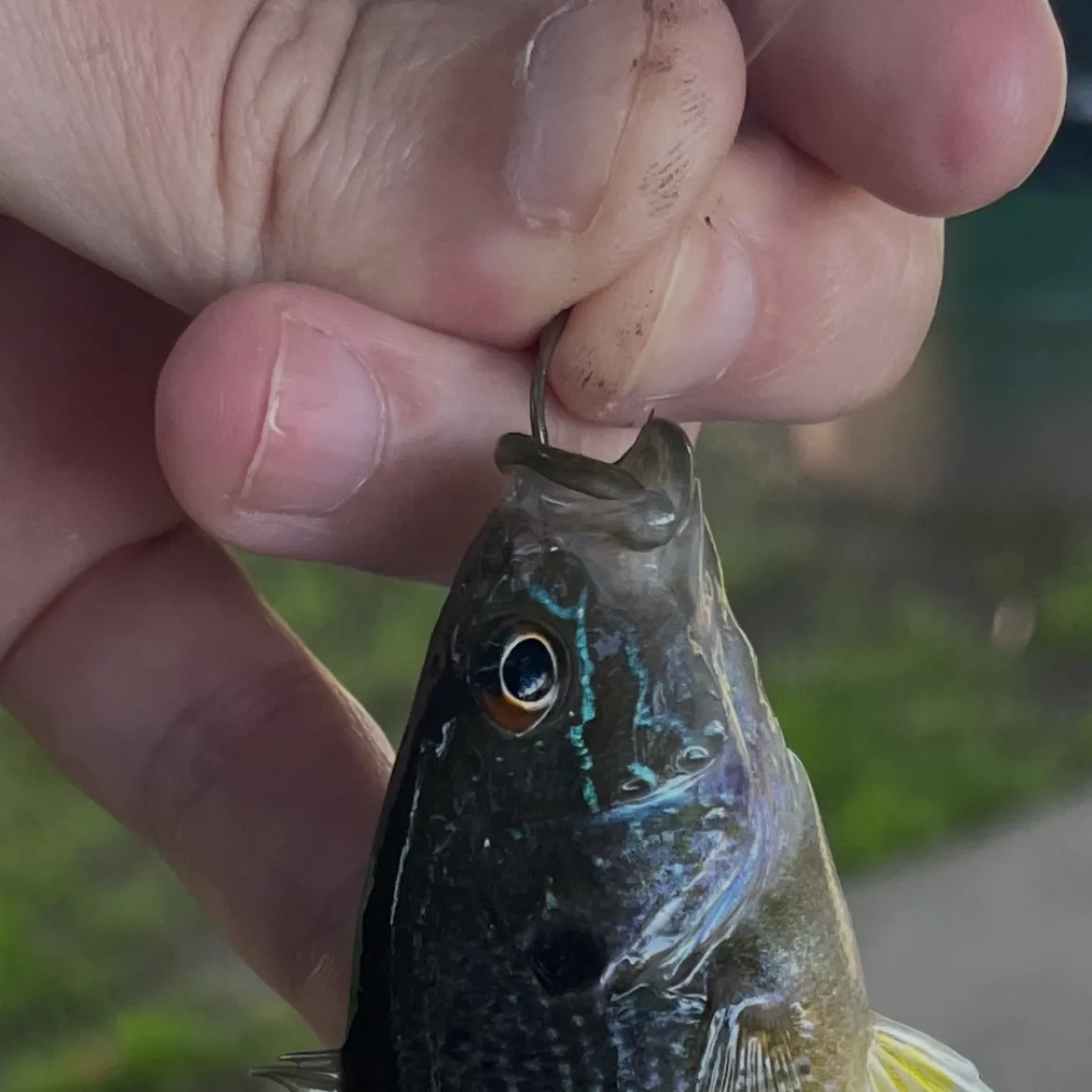 Green sunfish caught on Fishbrain