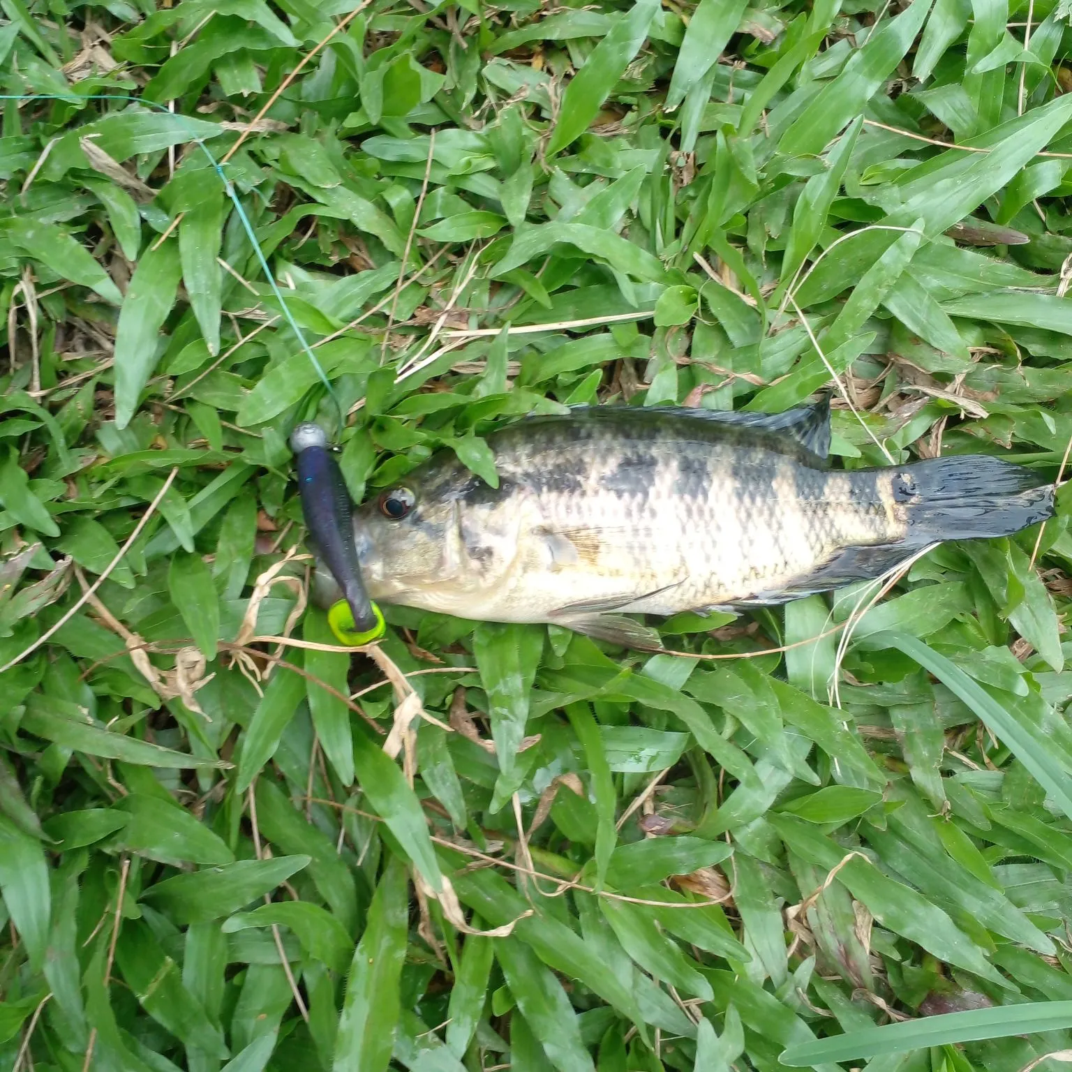 Redbelly tilapia caught on Fishbrain