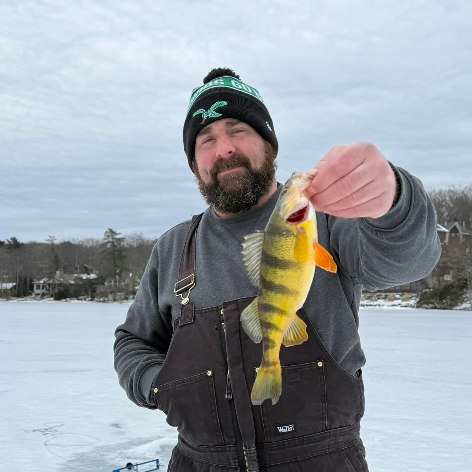 The most recent Yellow perch catches on Fishbrain