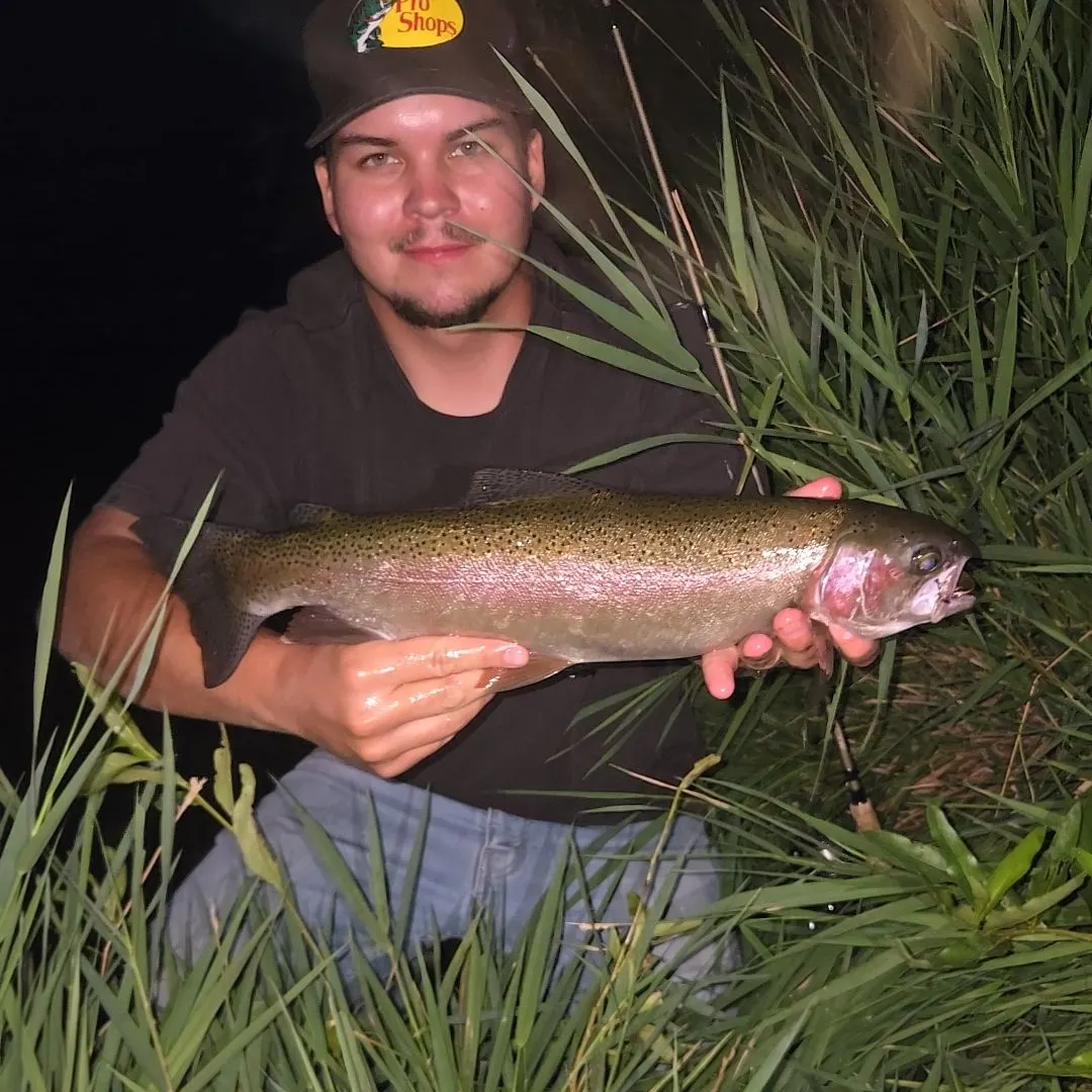 Rainbow trout caught on Fishbrain