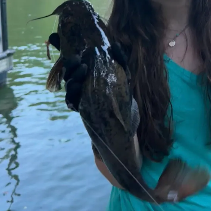 Flathead catfish caught on Fishbrain