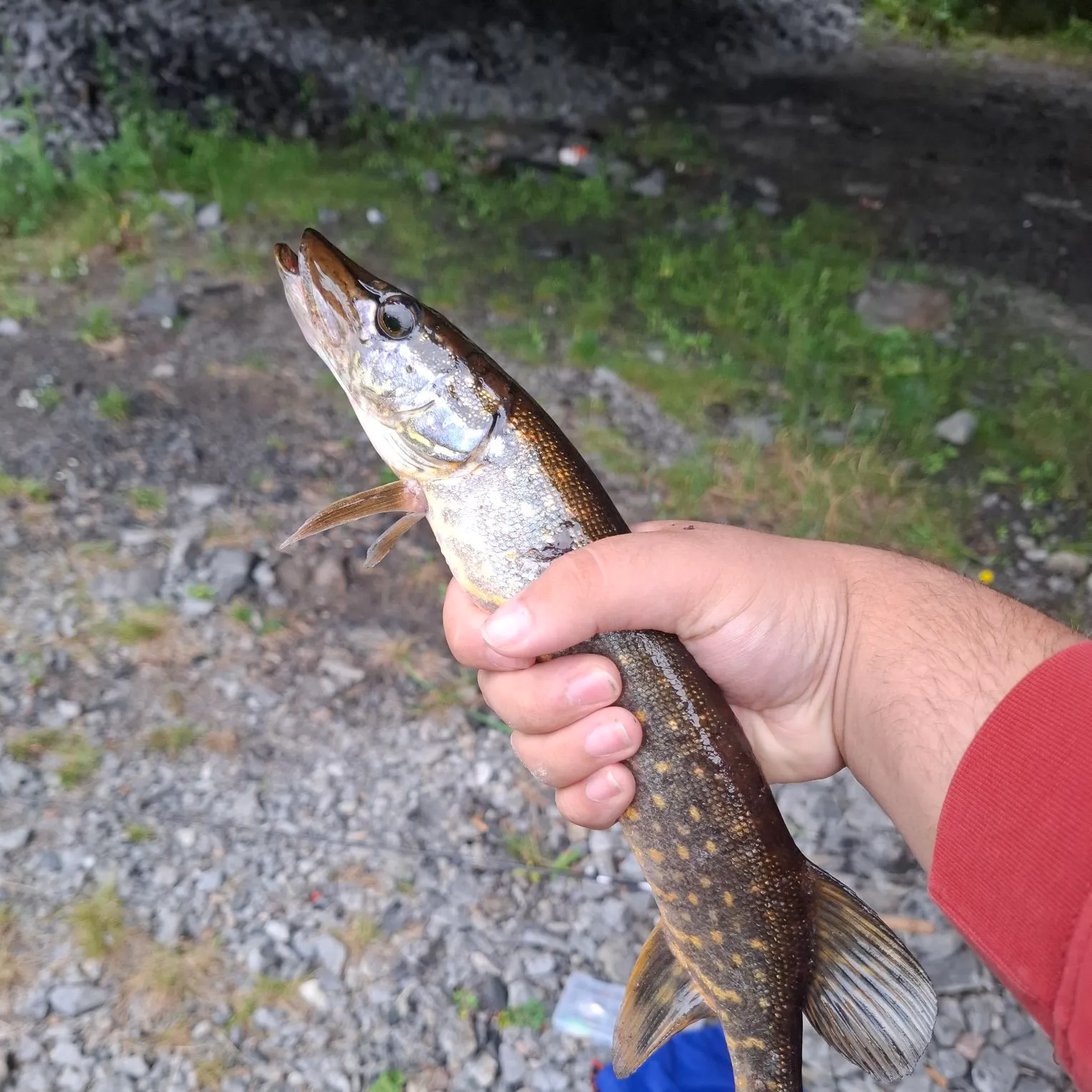 Northern pike caught on Fishbrain