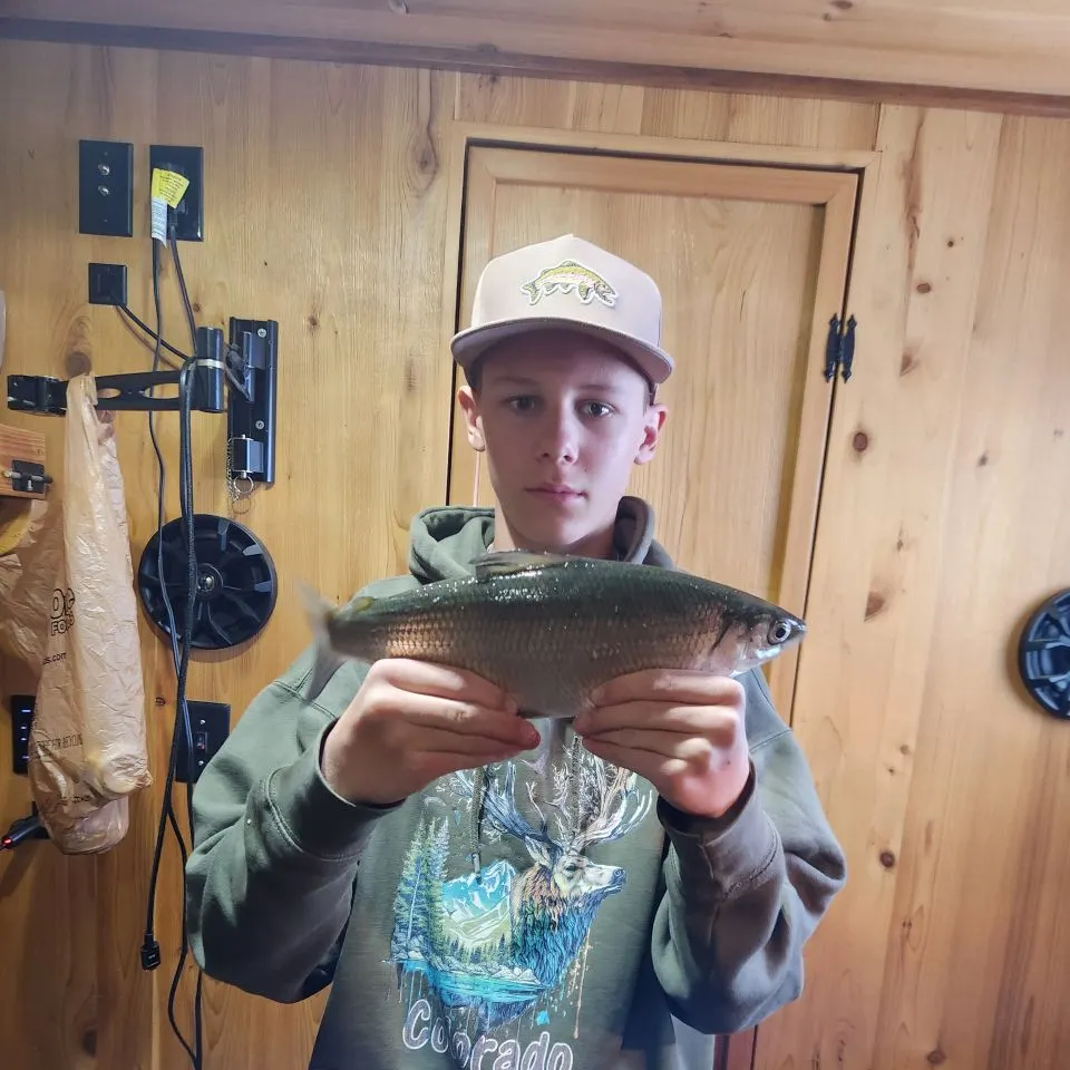 The most recent Northern cisco catches on Fishbrain