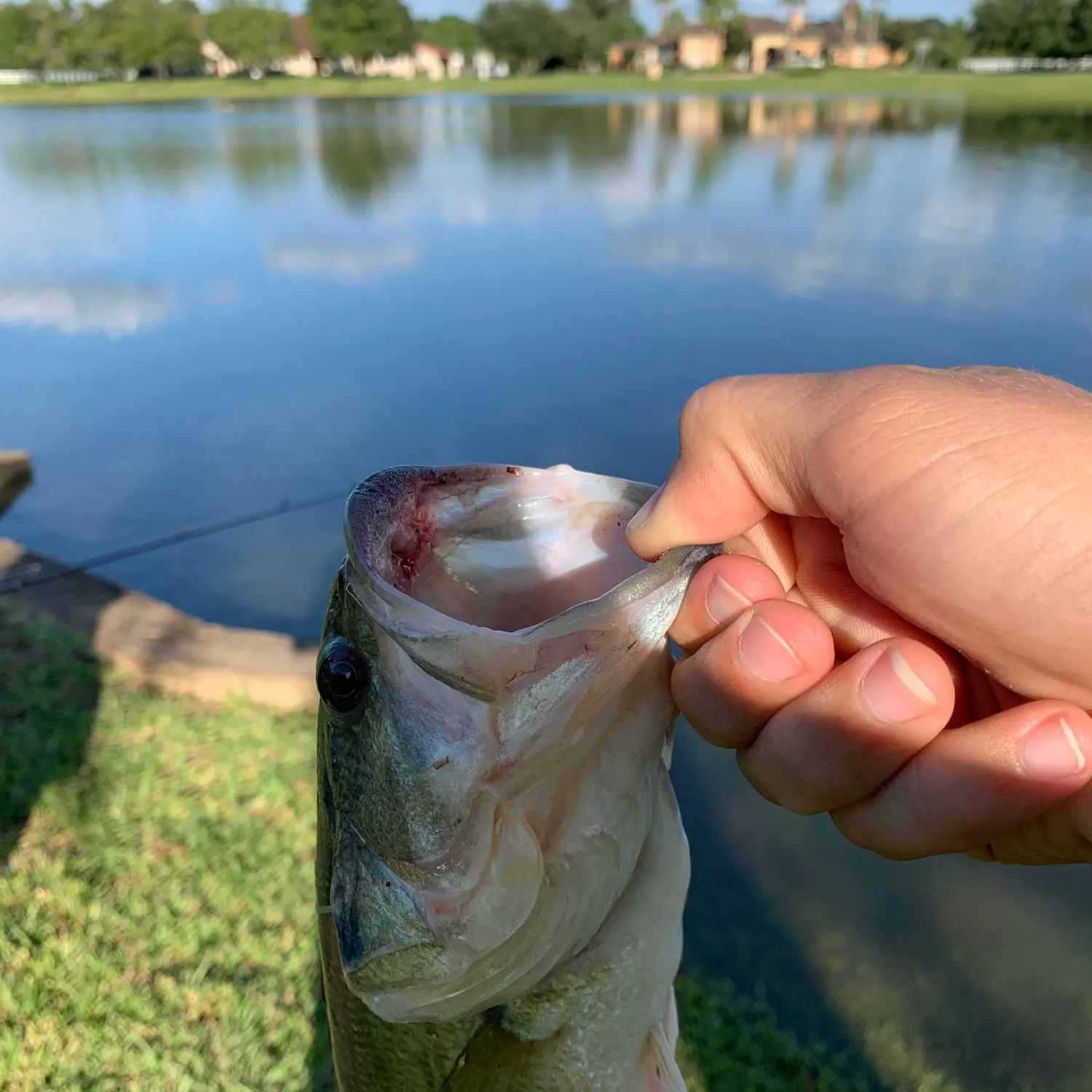 Largemouth bass caught on Fishbrain