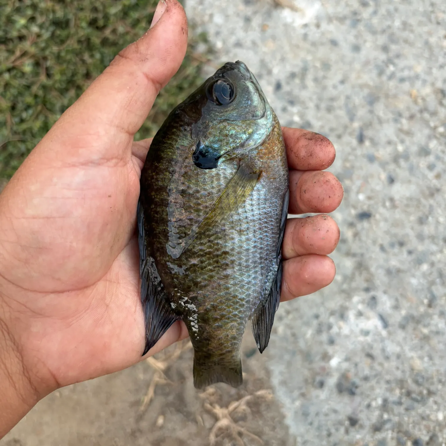 Bluegill caught on Fishbrain