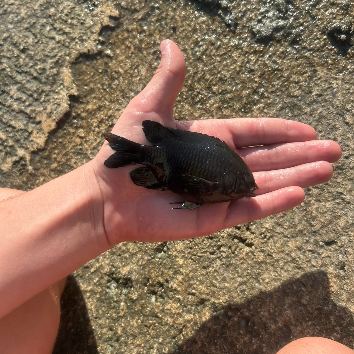 The most recent Blackspot damsel catches on Fishbrain