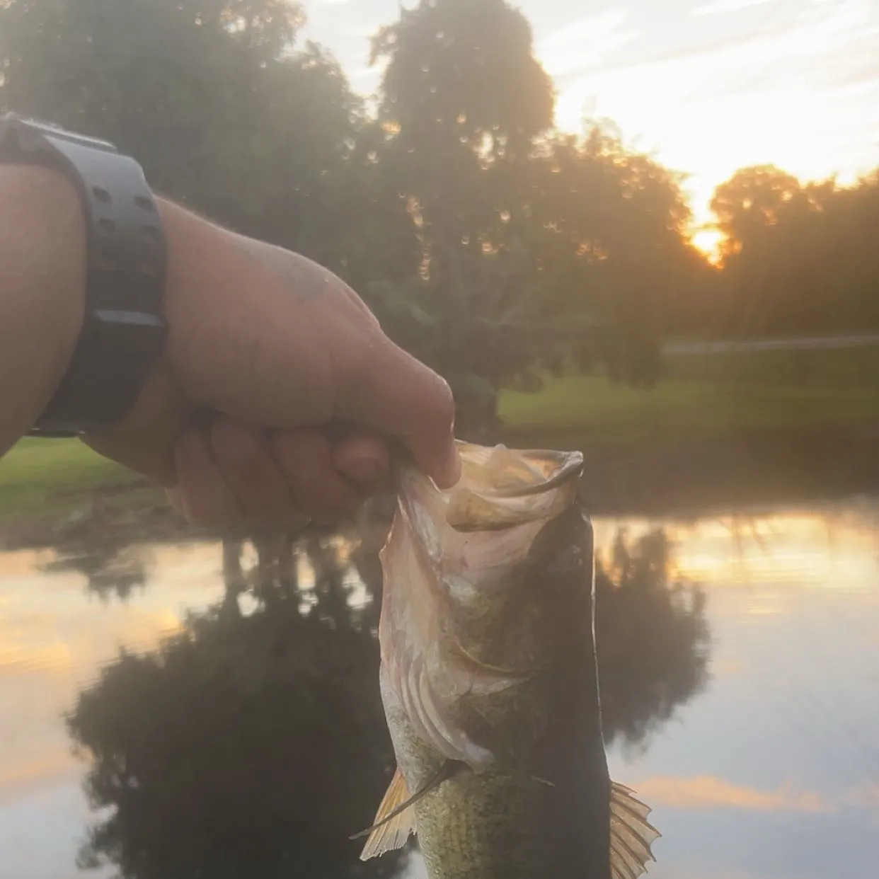 Largemouth bass caught on Fishbrain