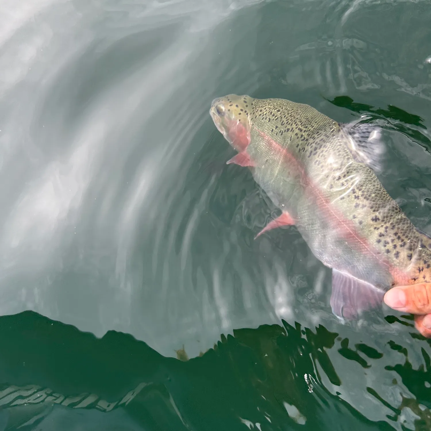 The most recent Cutbow catches on Fishbrain