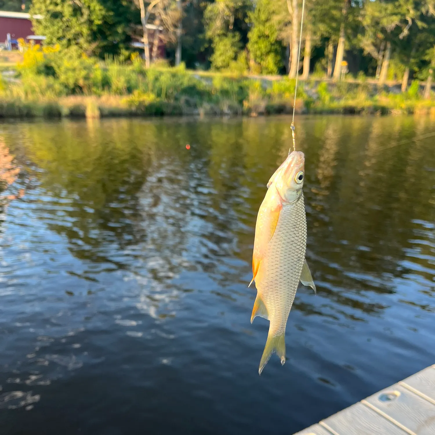 Golden shiner caught on Fishbrain