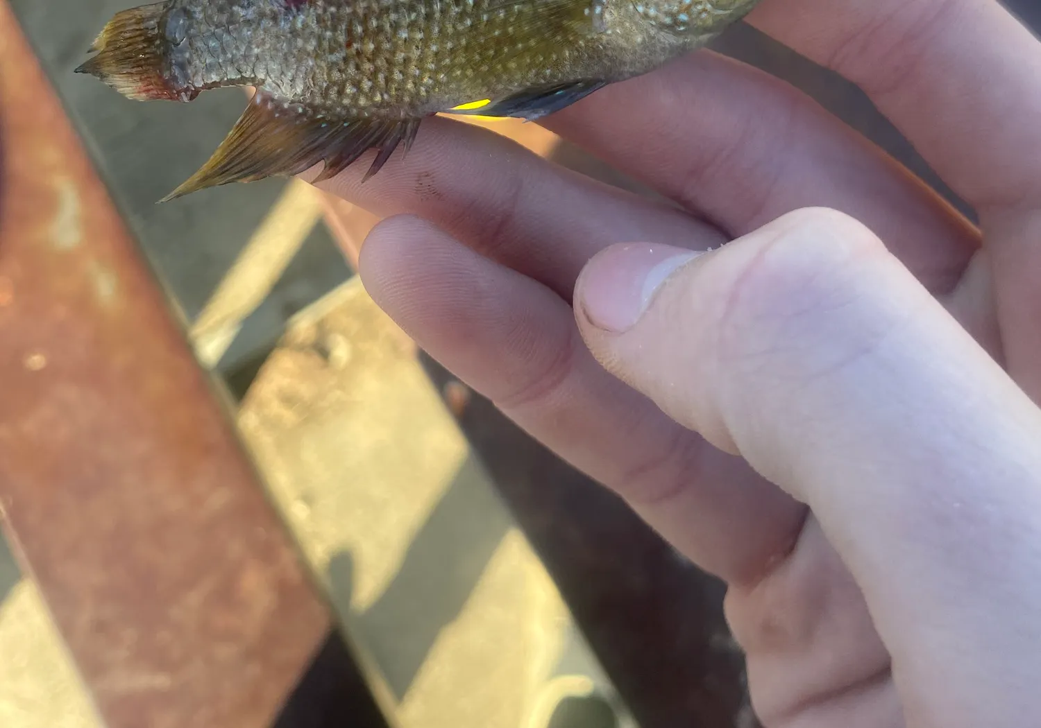 Rio Grande cichlid