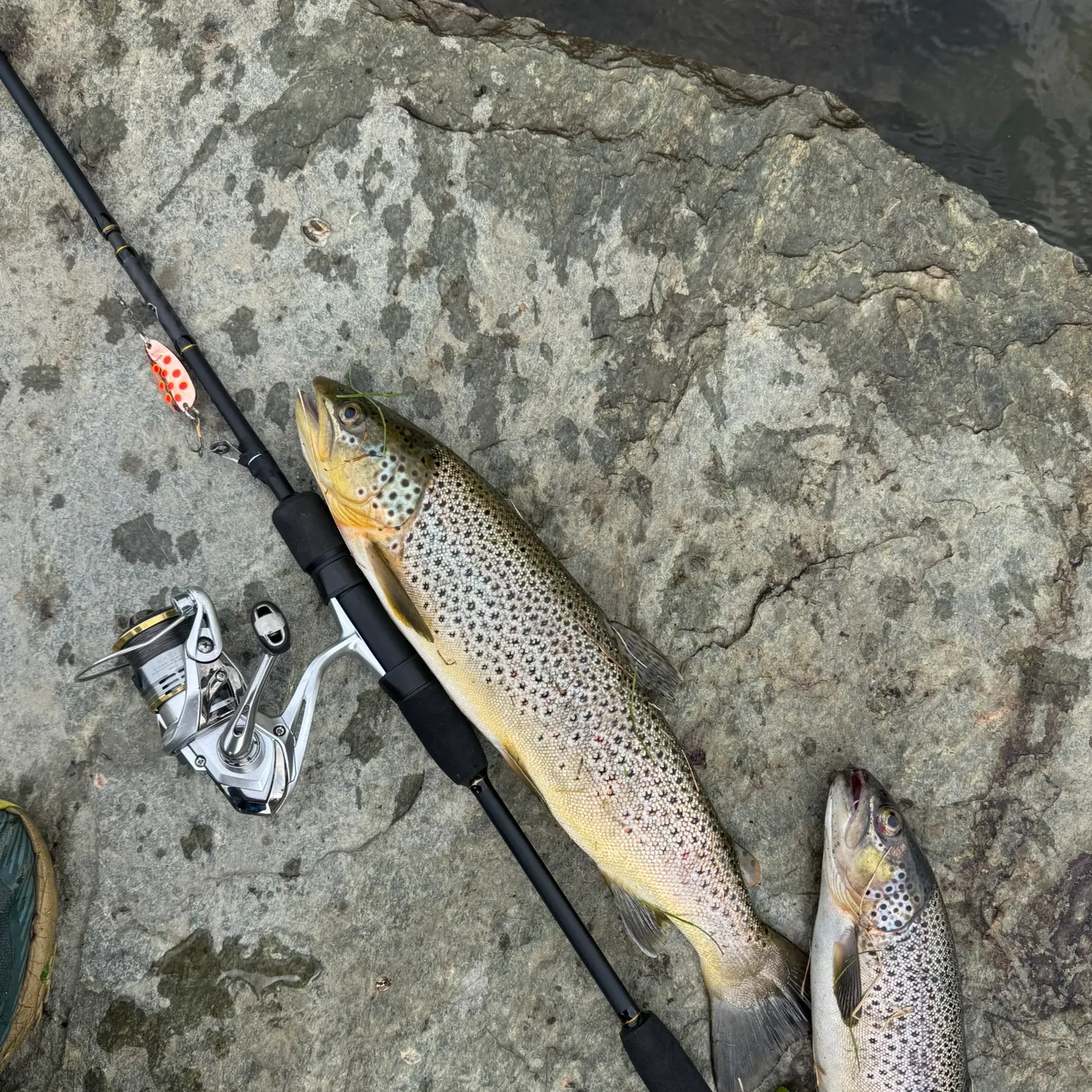 Brown trout caught on Fishbrain