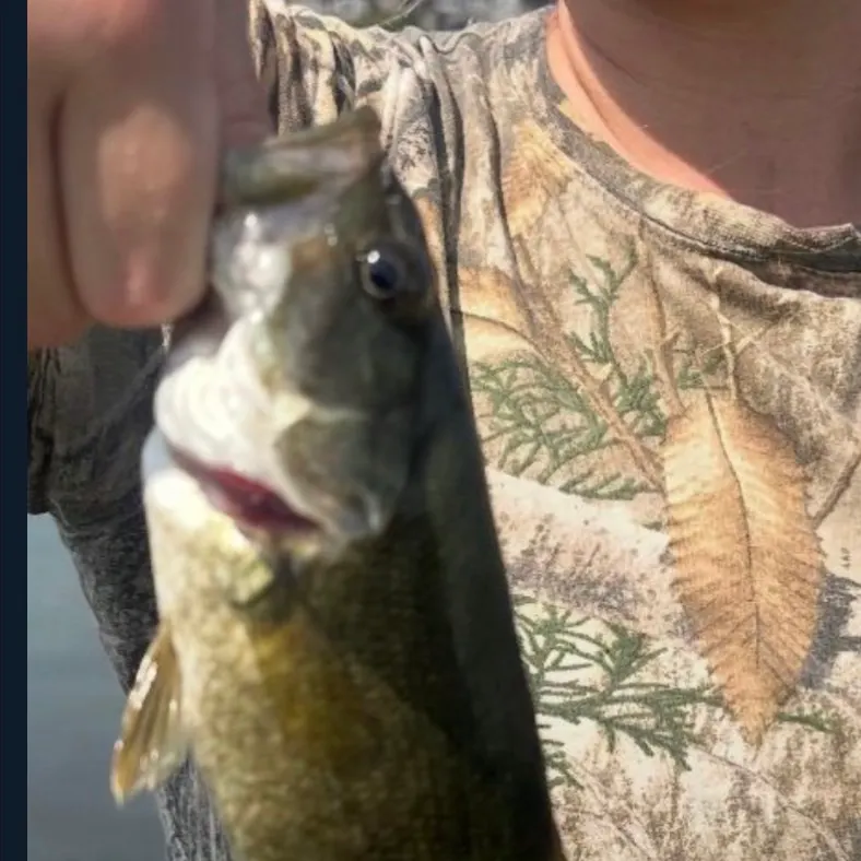 Smallmouth bass caught on Fishbrain