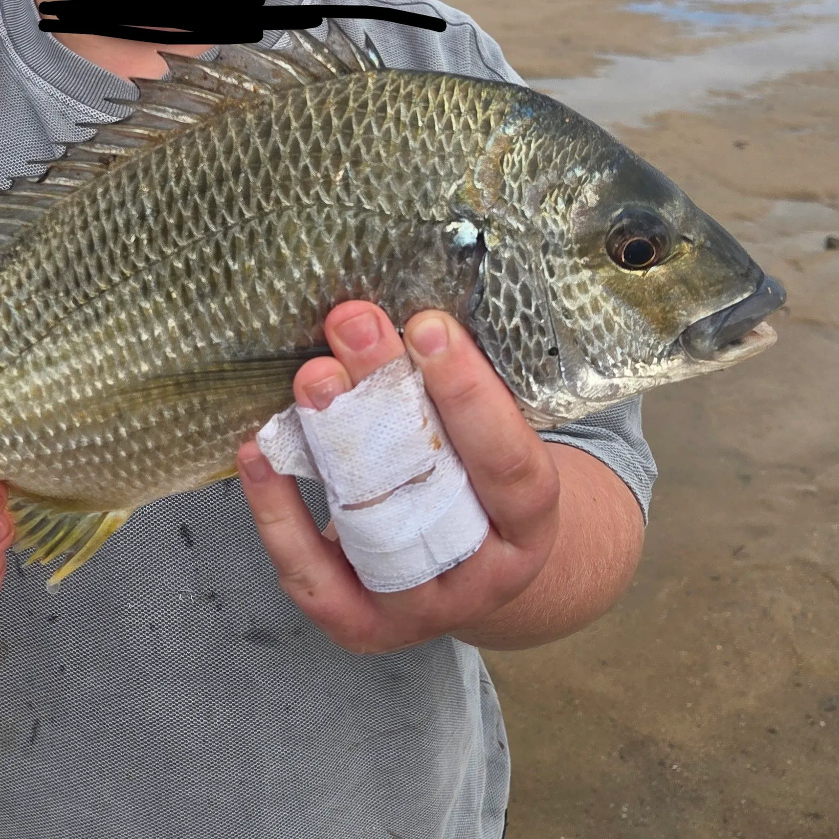 Surf bream caught on Fishbrain
