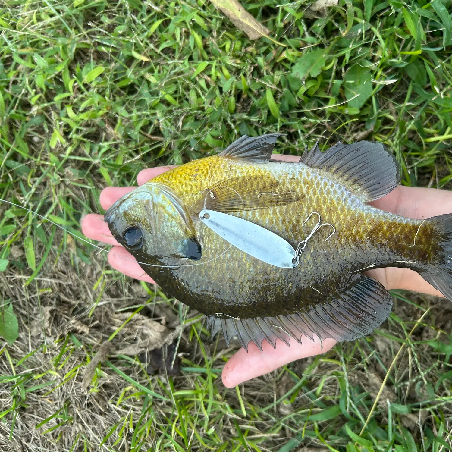 Bluegill caught on Fishbrain