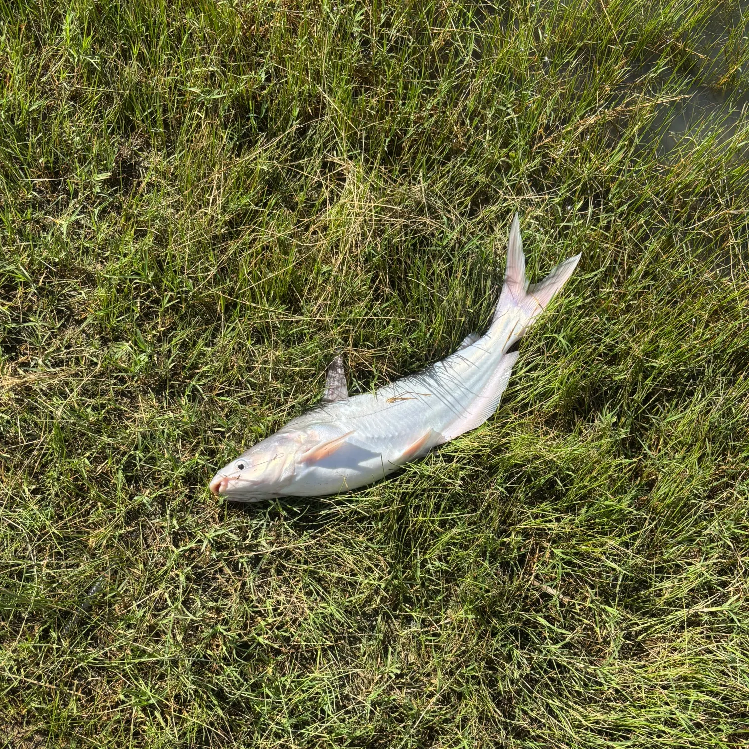 The most recent Striped catfish catches on Fishbrain