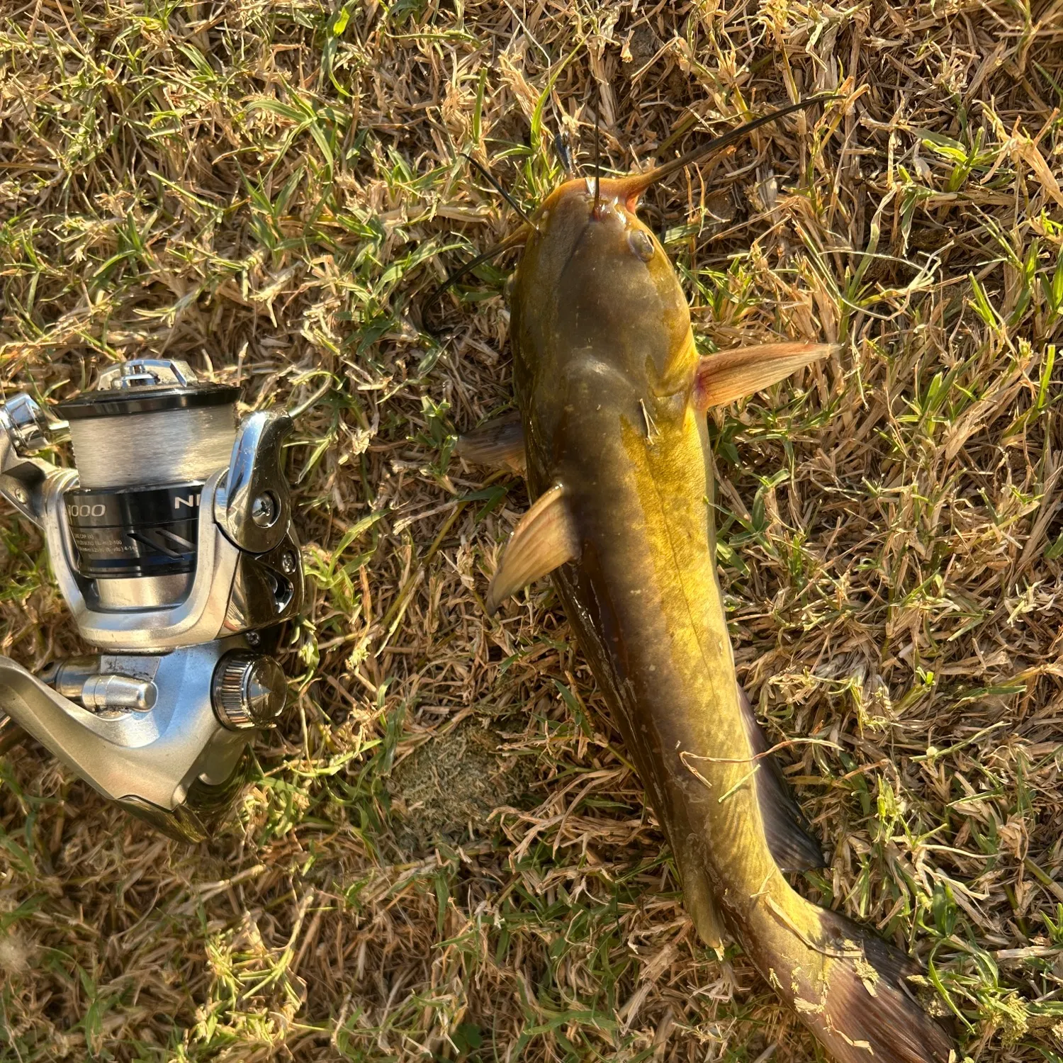 Yellow bullhead caught on Fishbrain
