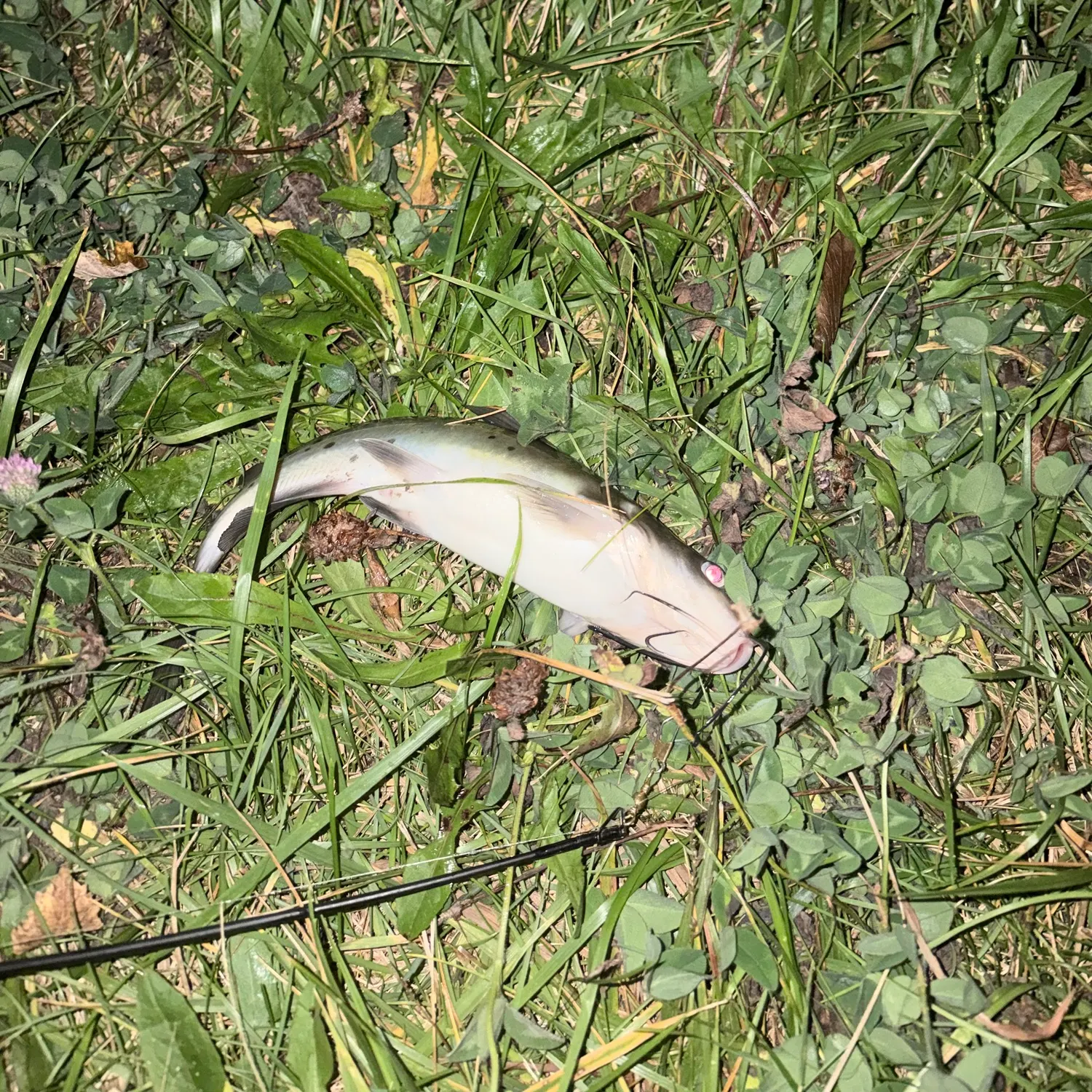 Channel catfish caught on Fishbrain