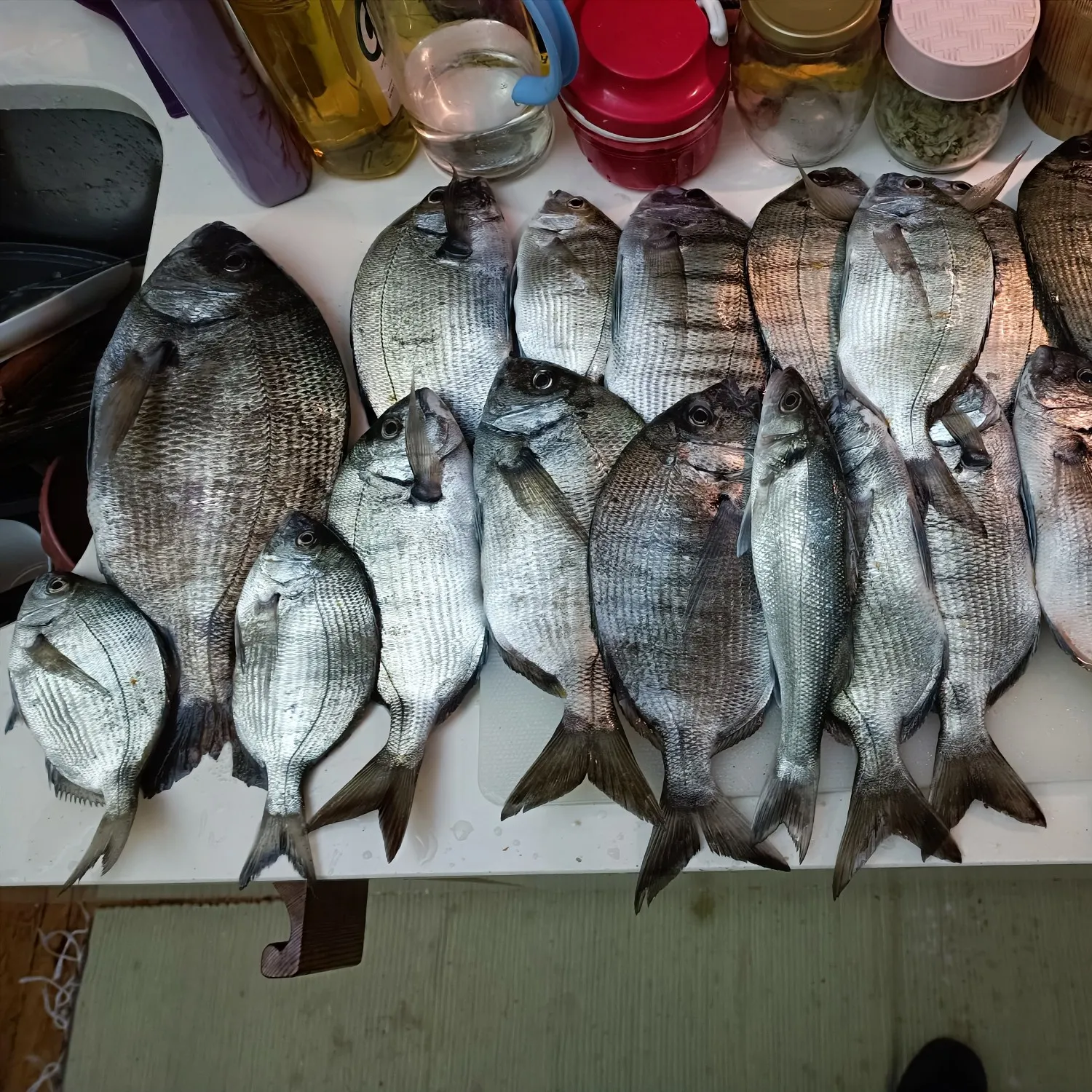 recently logged catches