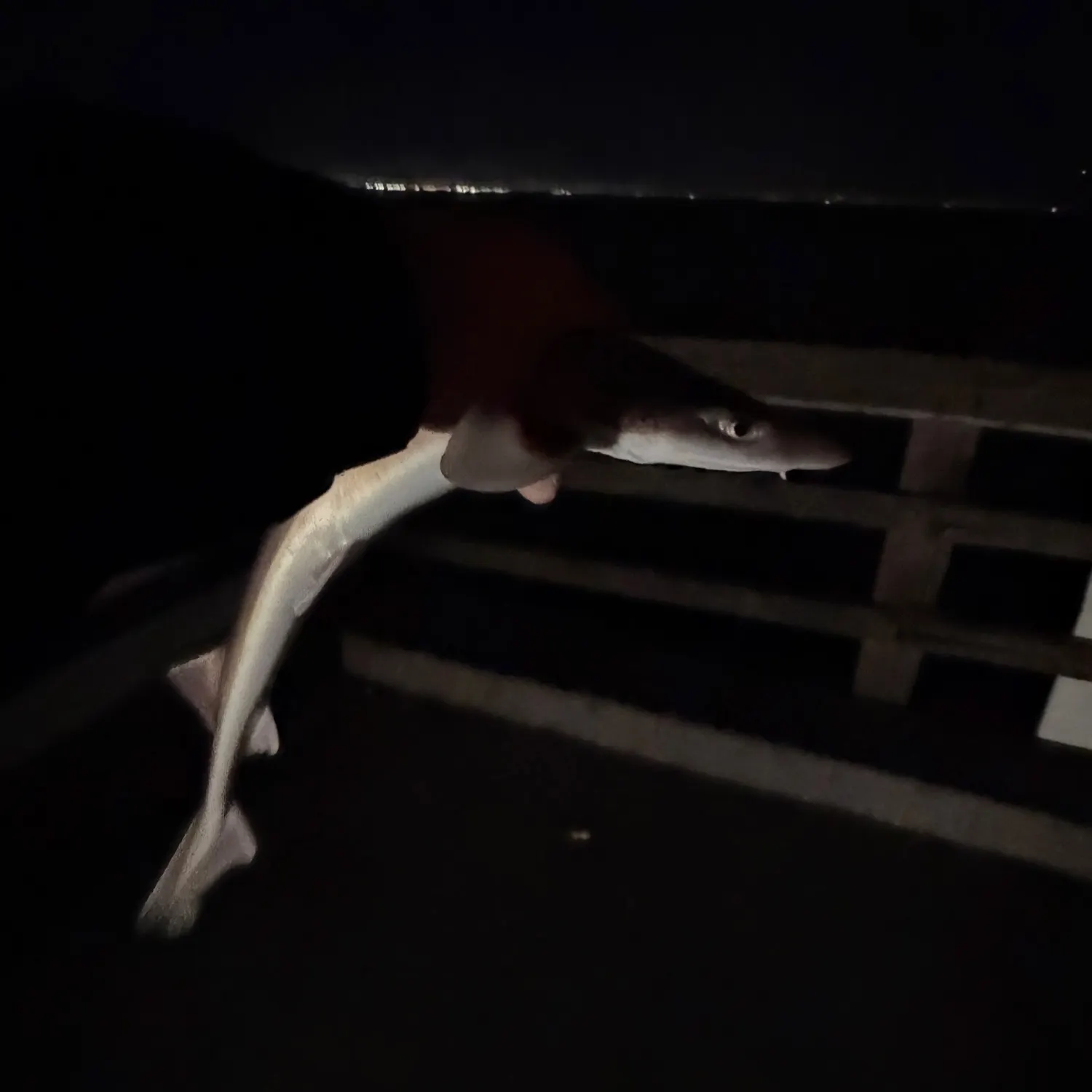 The most recent Brown smooth-hound catches on Fishbrain