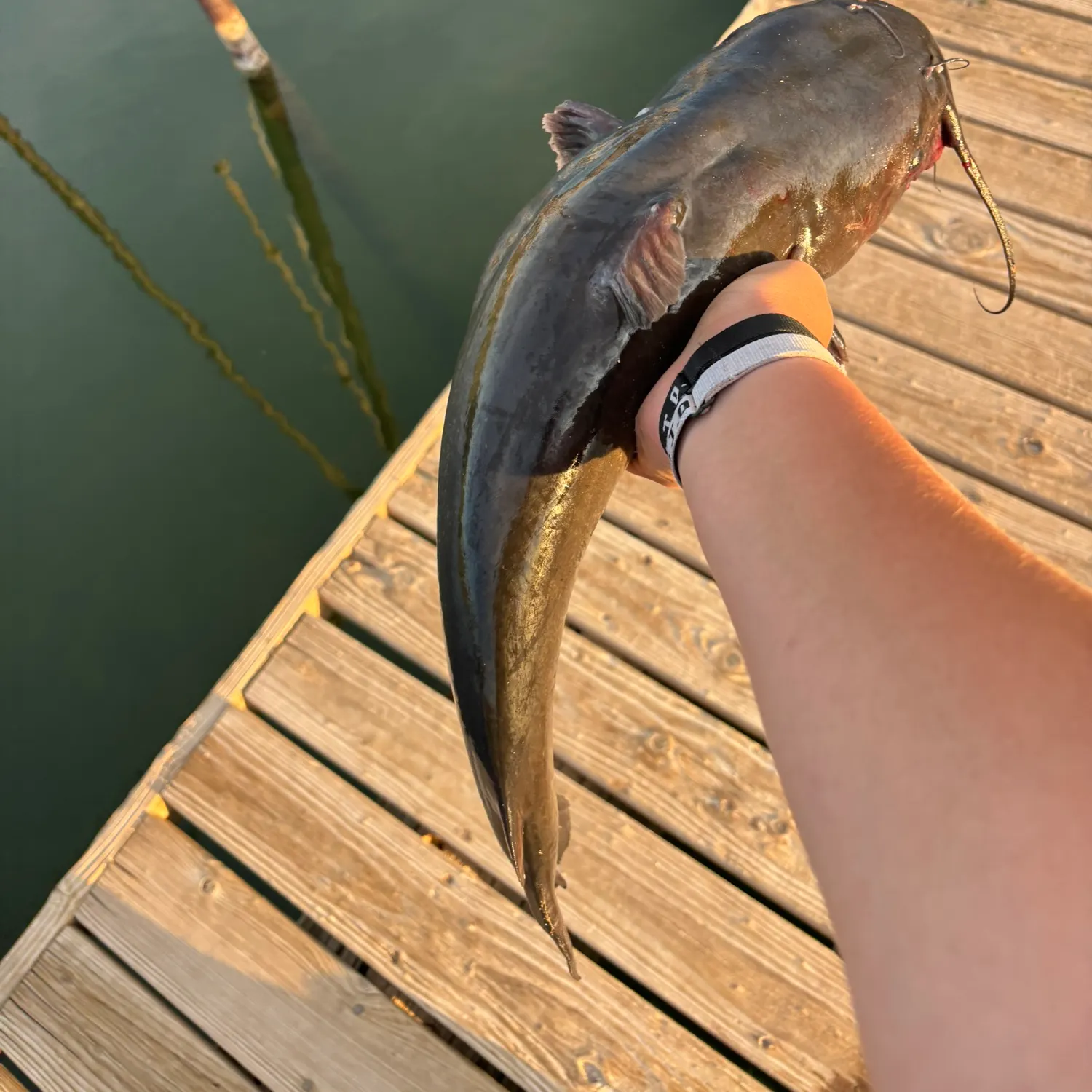 Channel catfish caught on Fishbrain
