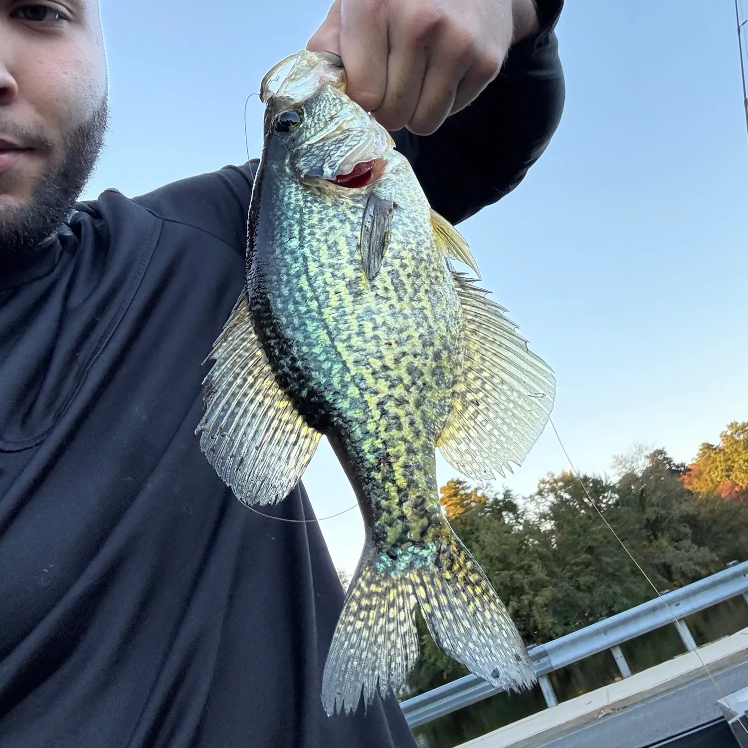 Black crappie caught on Fishbrain