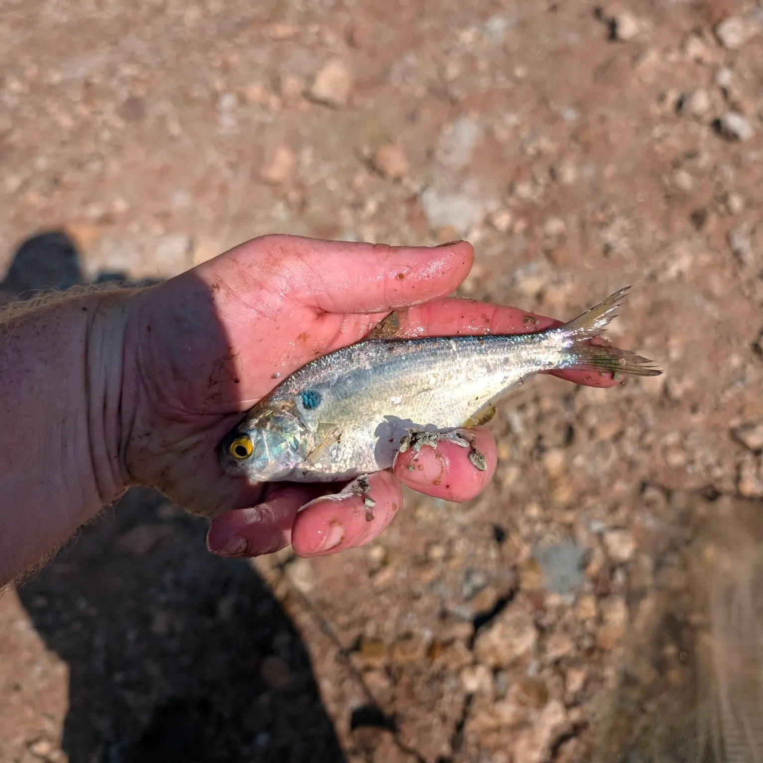 American gizzard shad caught on Fishbrain